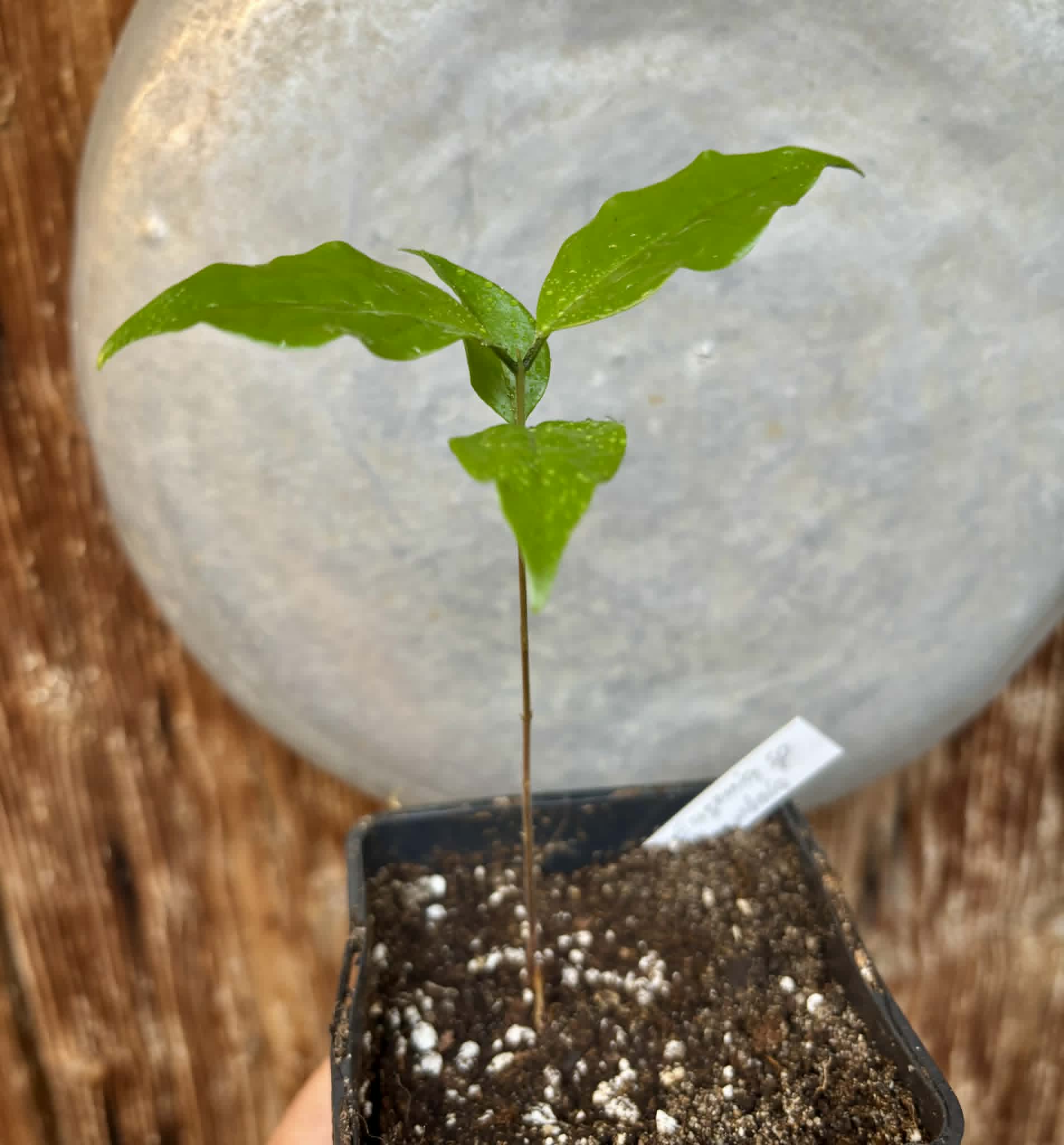 Eugenia sp Carambola - 1 potted seedling / 1 getopfter Sämling