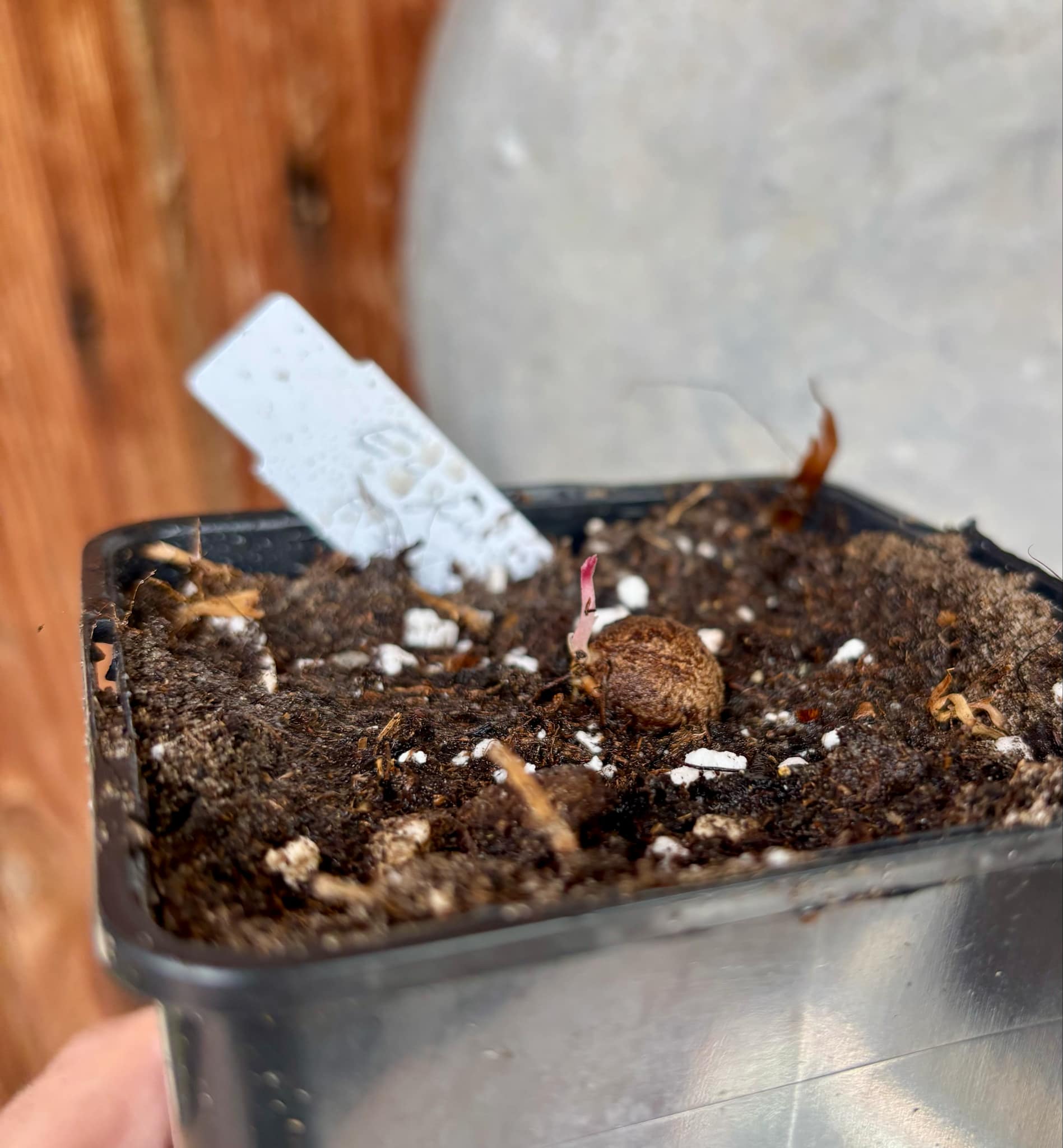 Eugenia pisiformis - Uvaia vermelha da mata - 1 fresh potted seedling / 1 frisch getopfter Sämling