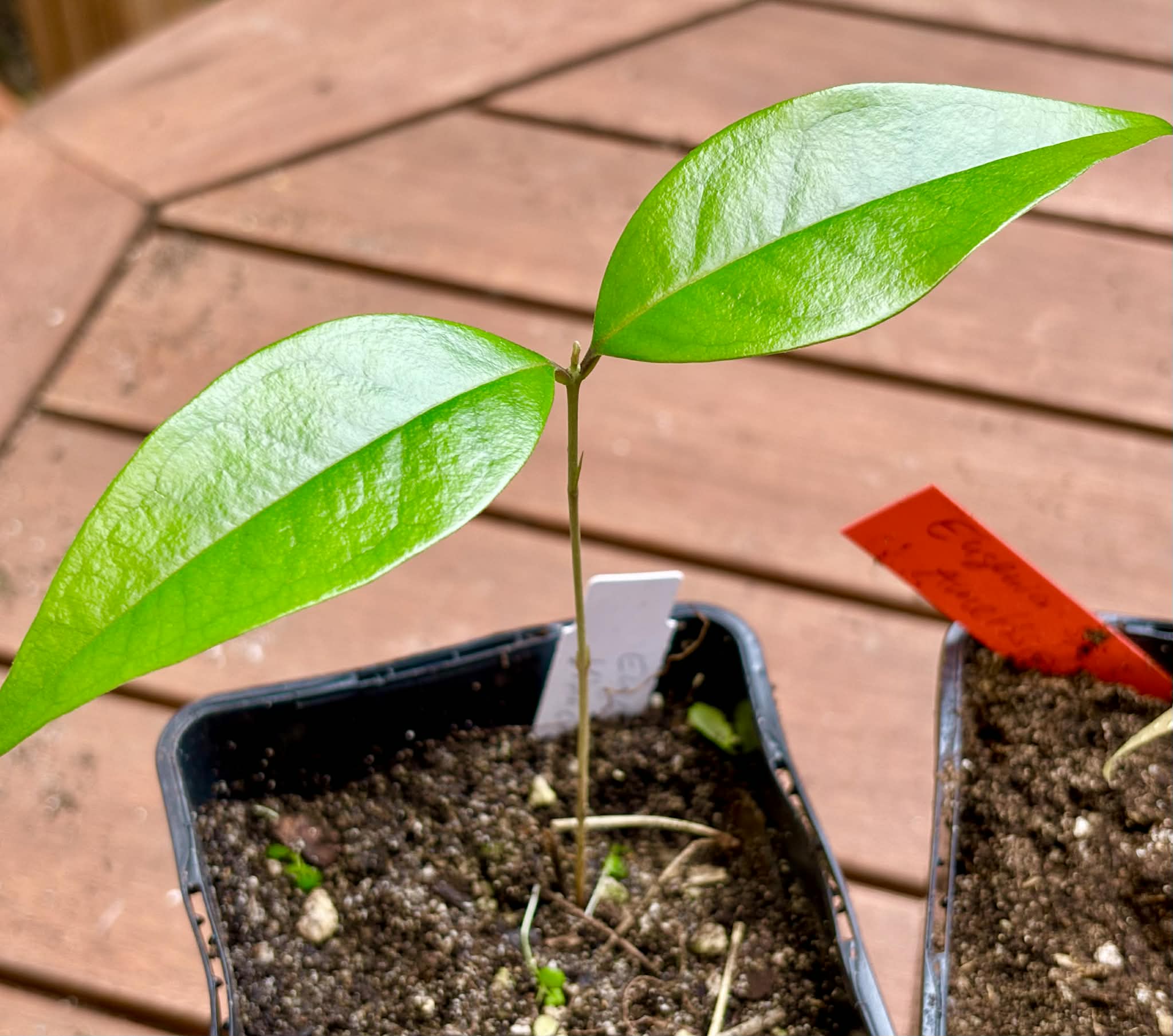 Collection of 5 new Eugenia -  5 different potted Eugenia / 5 verschiedene, getopfte Eugenia