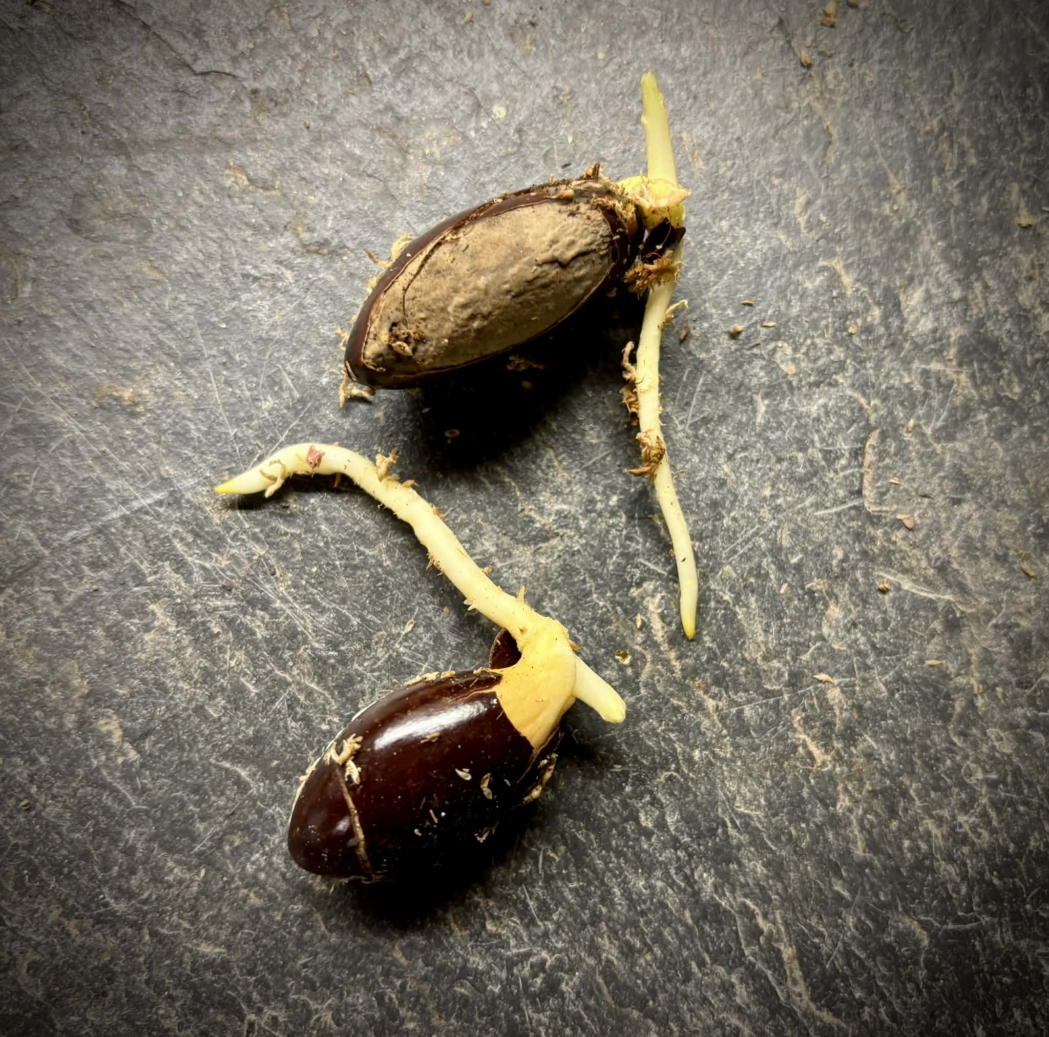 Canistel var. Oro  (Lucuma campechiana) - 1 germinated seed / 1 gekeimter Samen