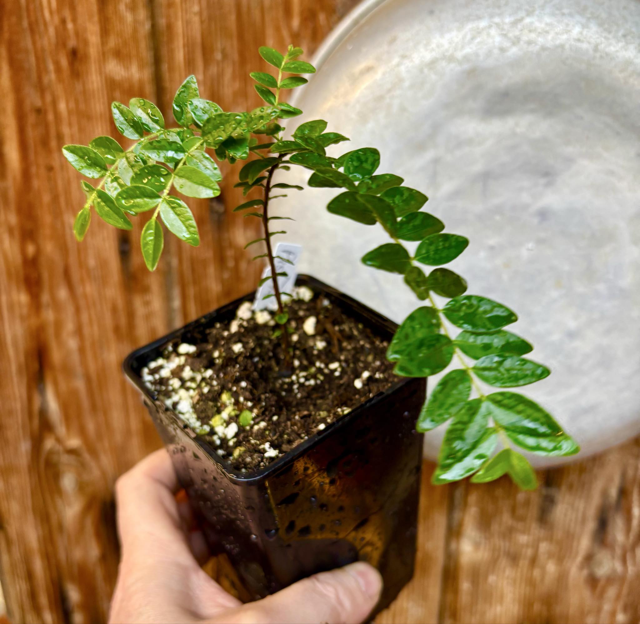 Myrciaria sp Pastora - 1 potted seedling / 1 getopfter Sämling