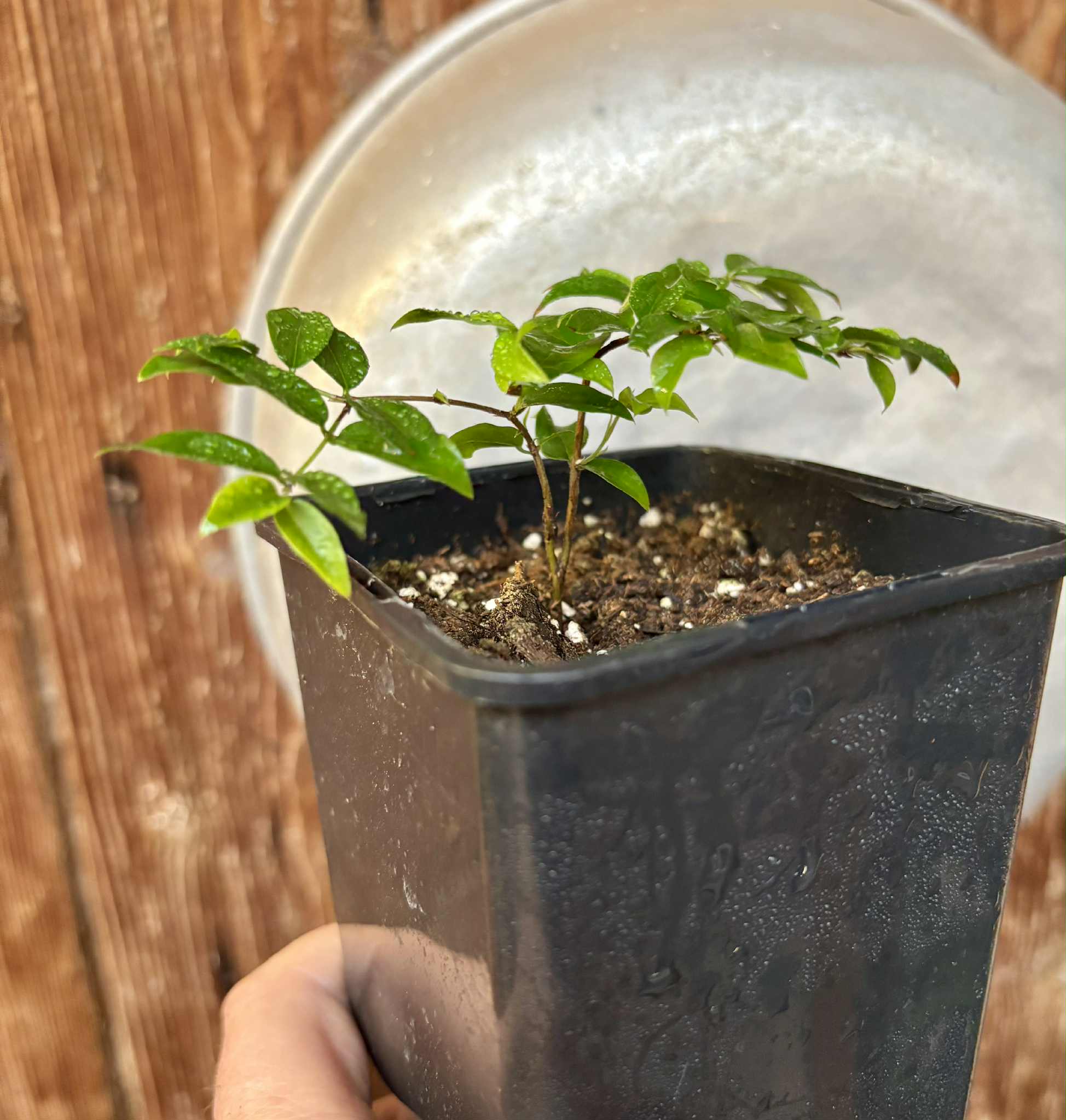 Plinia sp Caipirinha - Guapurium caipirinha - 1 potted seedling / 1 getopfter Sämling