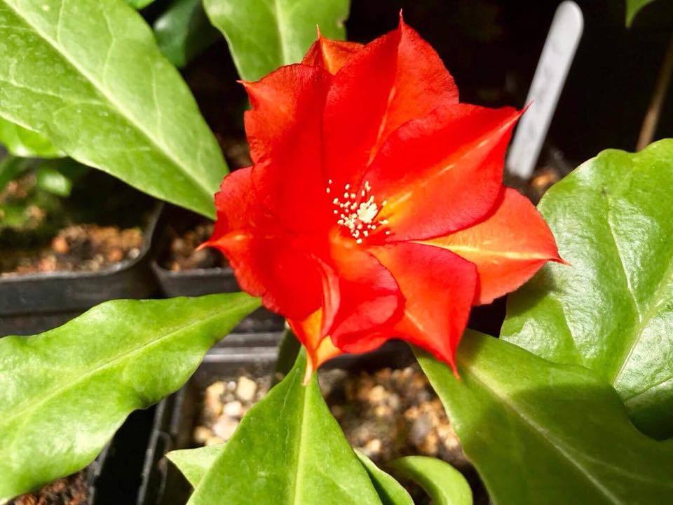 Rooted cutting - Pereskia bleo - Leuenbergeria bleo - 1 potted plant / 1 getopfte Pflanze