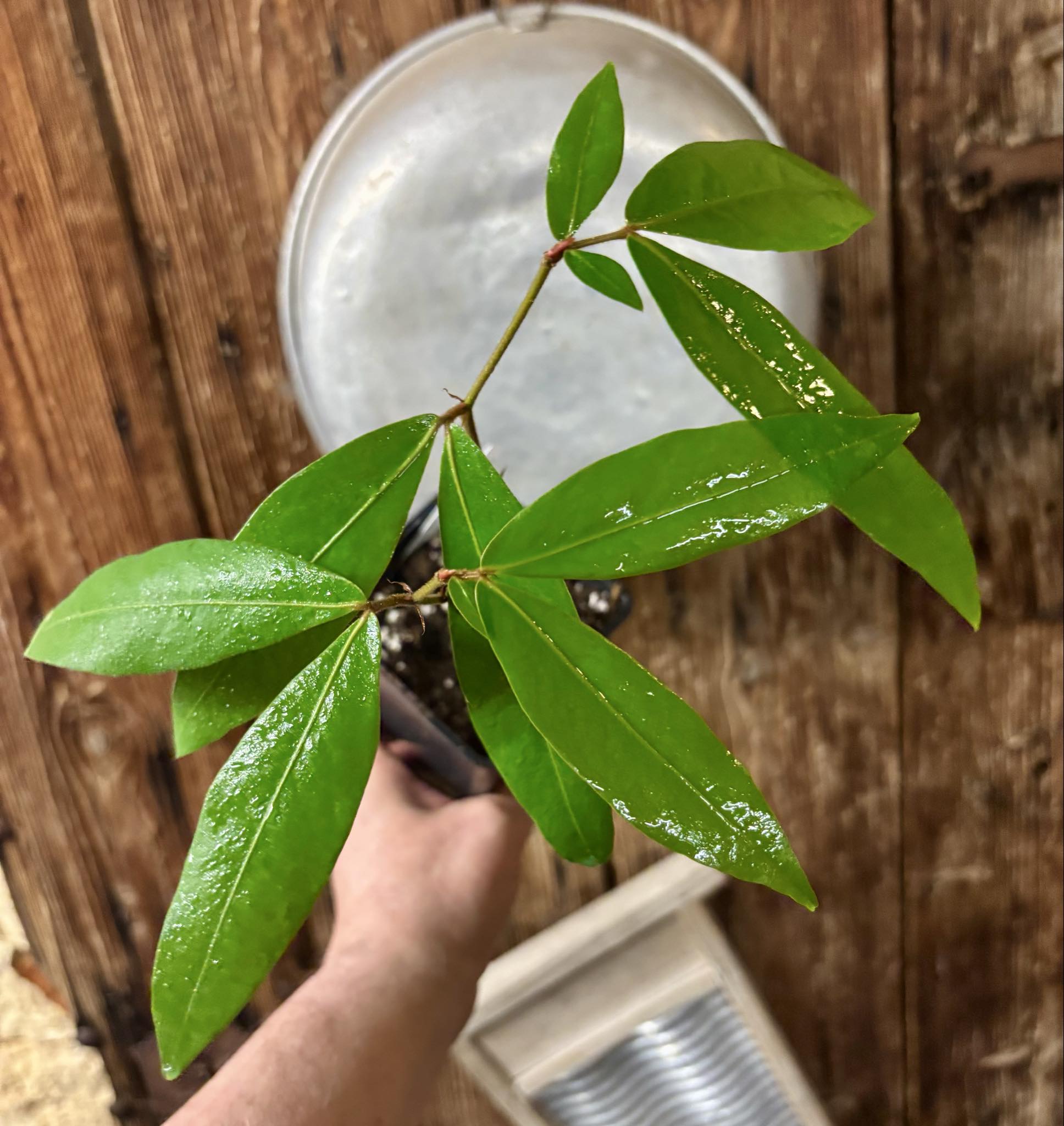 Nam Nam (Cynometra cauliflora) -  1 potted seedling / 1 getöpfter Sämling