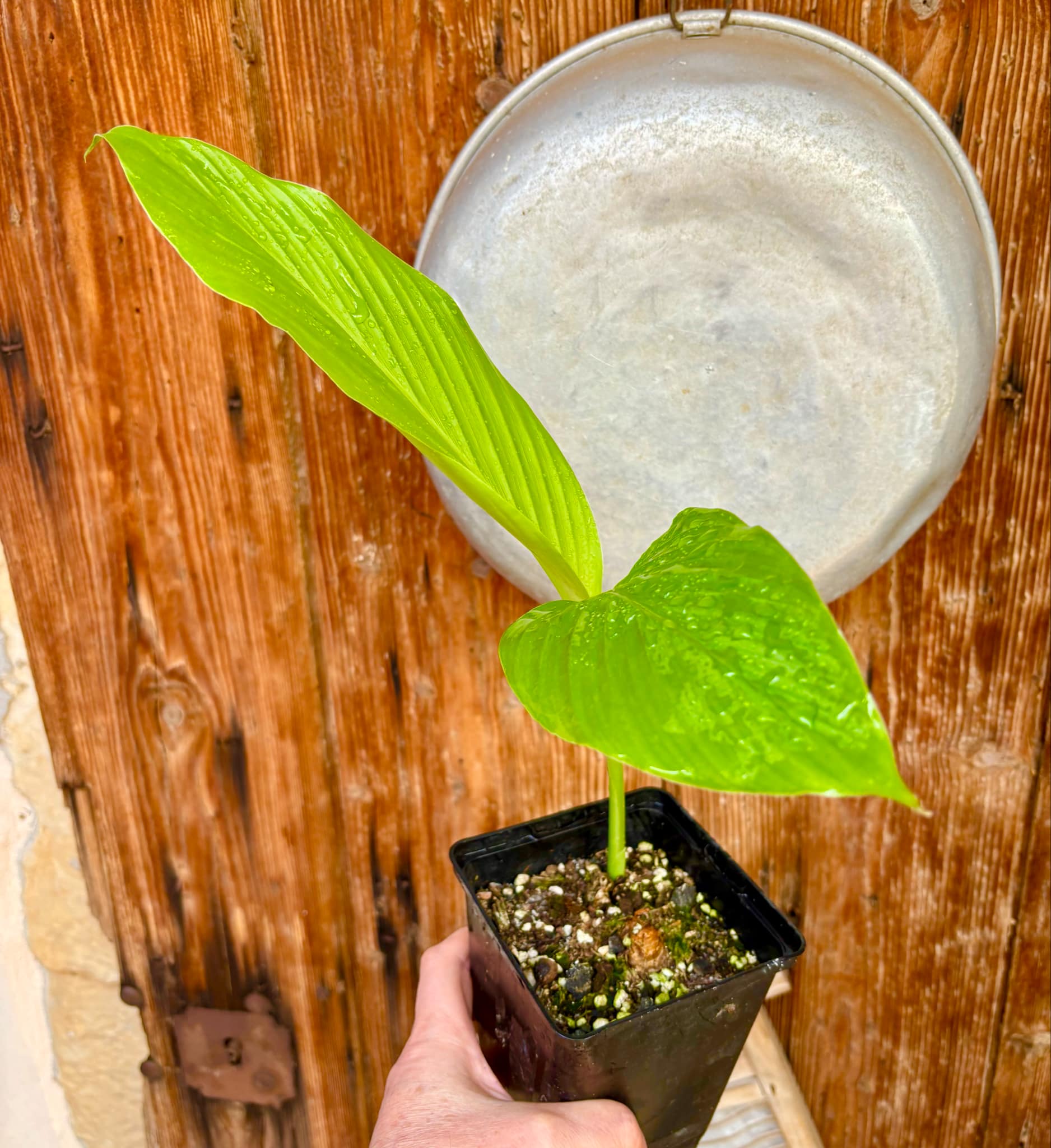 Tumeric / Kurkuma (Curcuma longa) small plant - 1 potted plant, 1 getopfte Pflanze