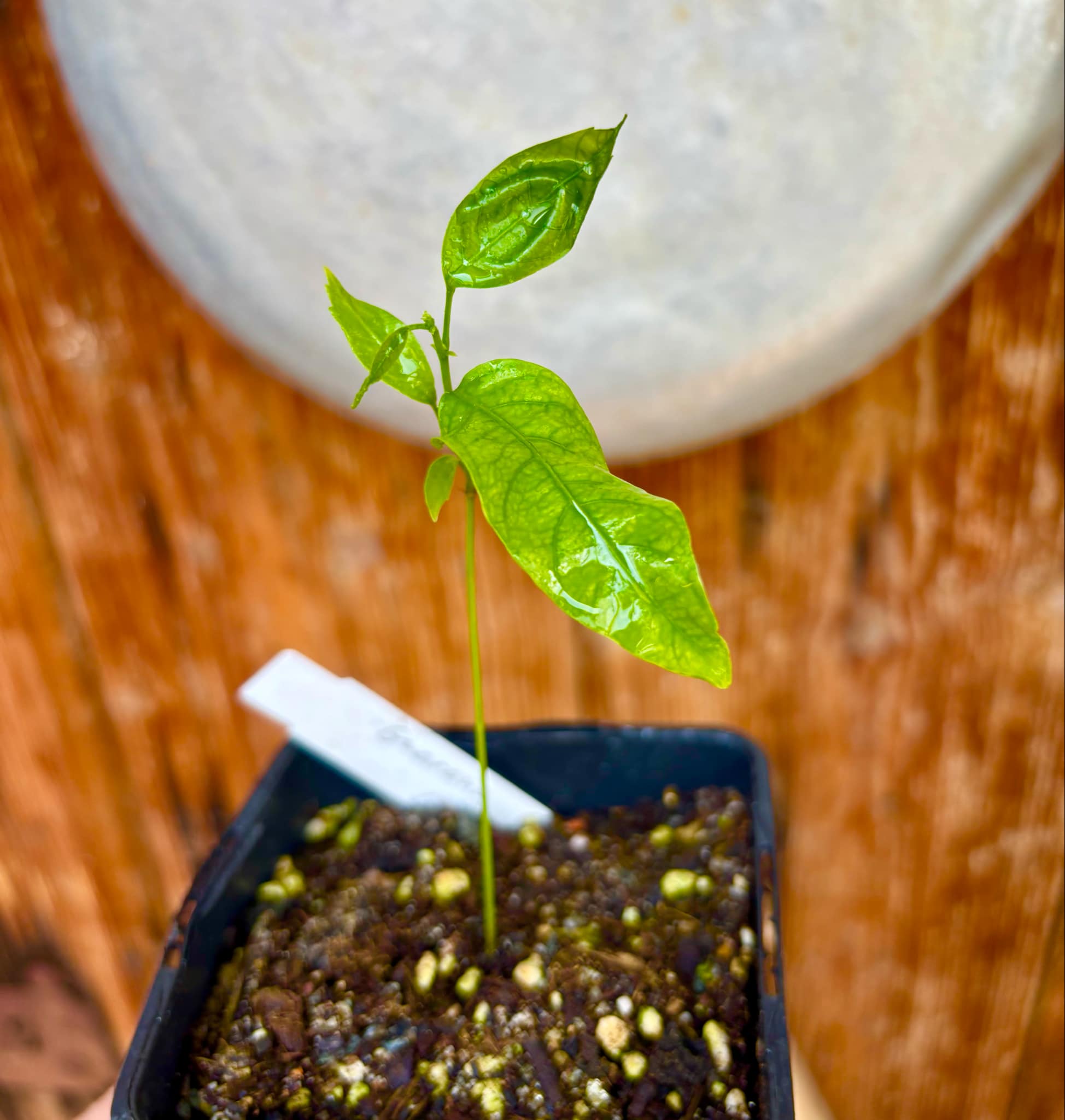 Guaraná (Paullinia cupana) - 1 small potted seedling / 1 kleiner, getopfter Sämling 