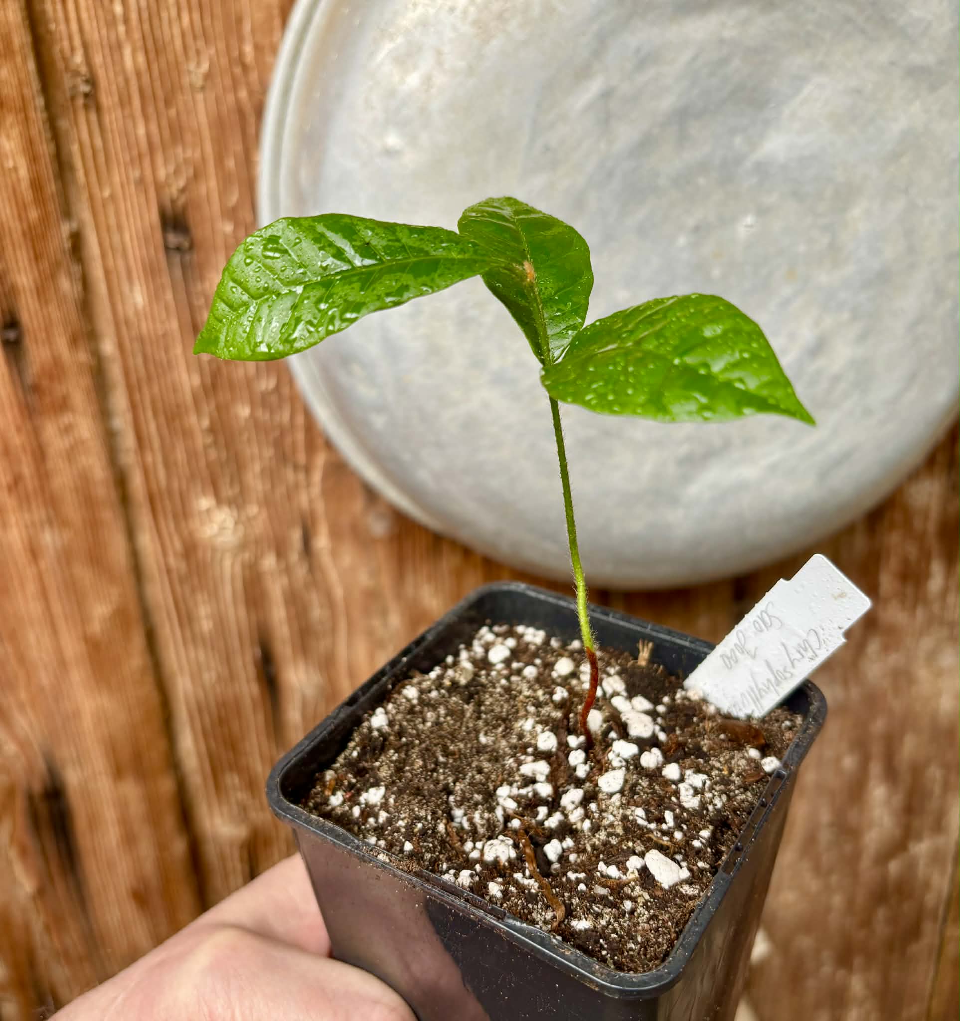 Goiapeba - Chrysophyllum sp Sao Joao - 1 potted seedling / 1 getopfter Sämling