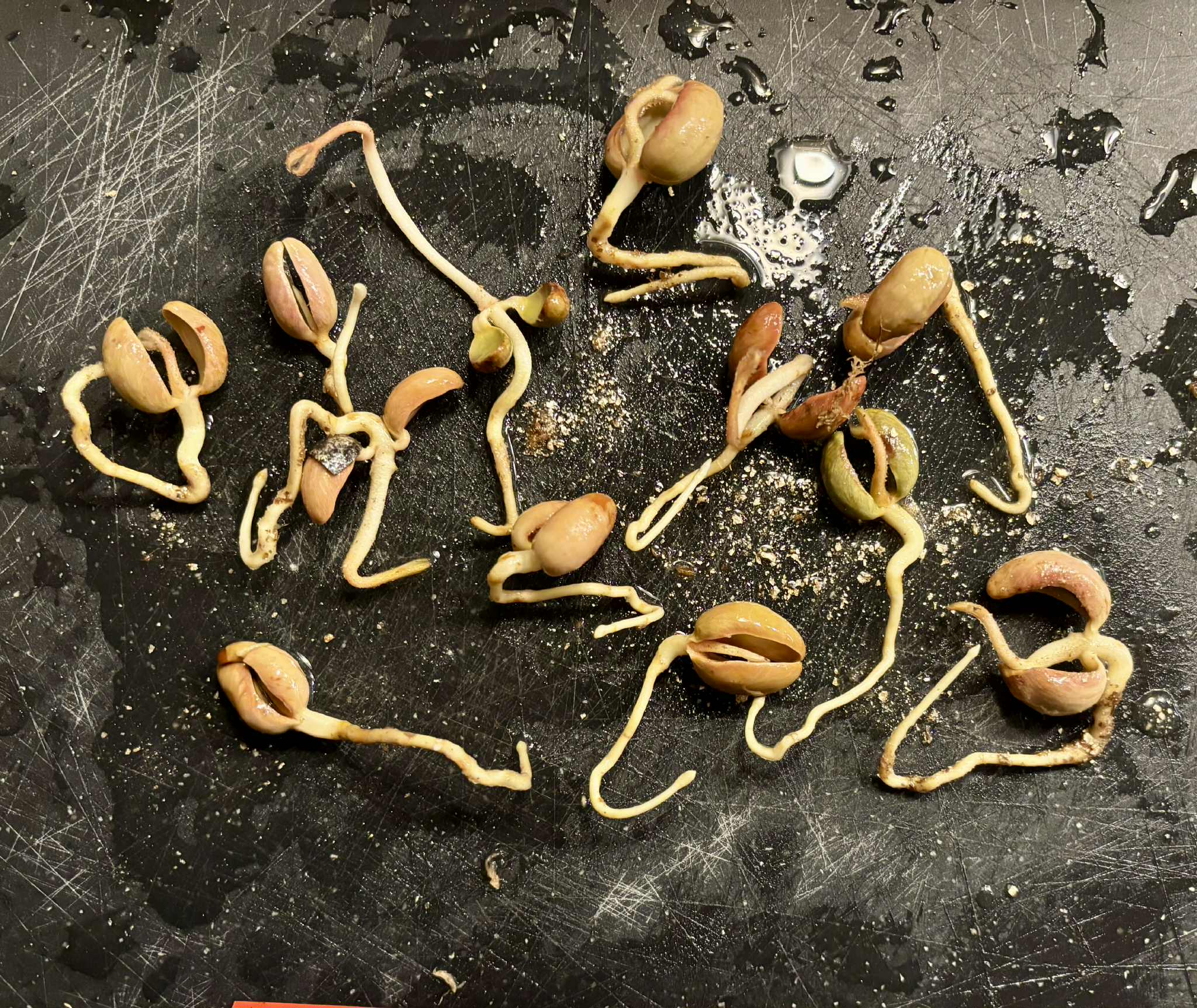 Ecclinusa sp Doce - 1 germinated seed / 1 gekeimter Samen