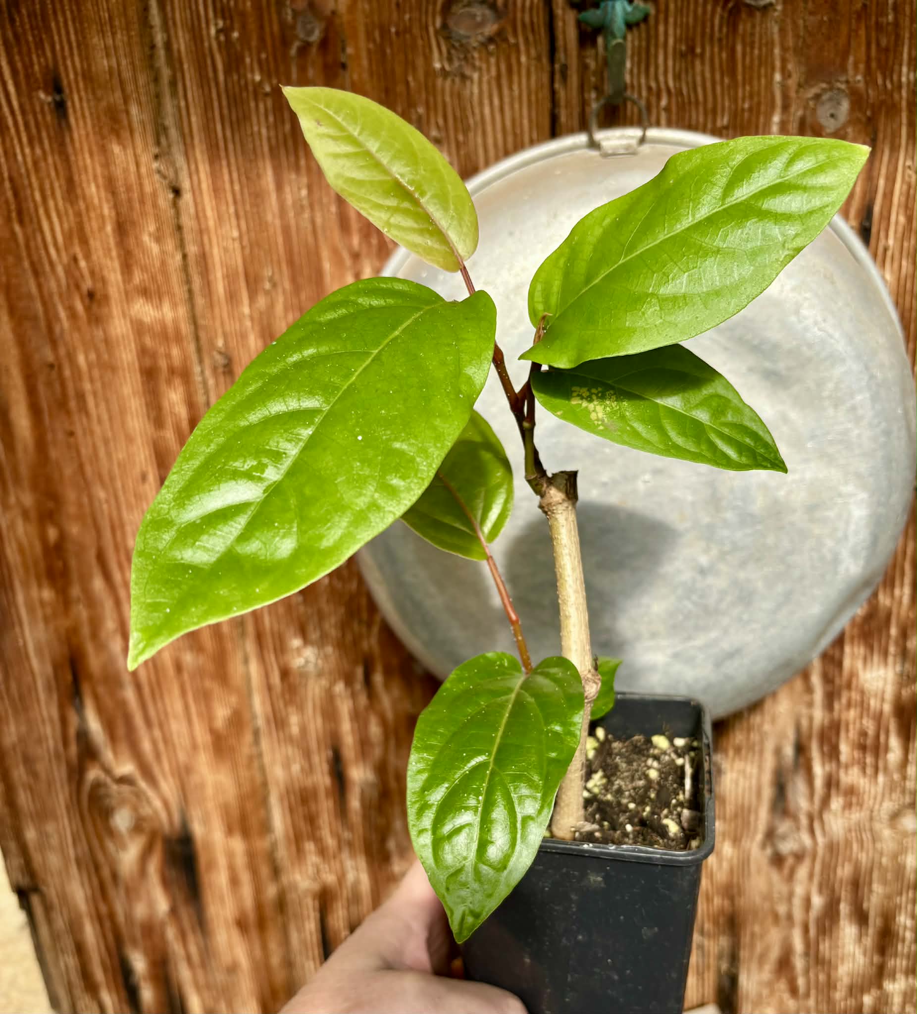 rooted cutting - Long Pepper  (Piper longum) - 1 potted plant / 1 getopfte Pflanze