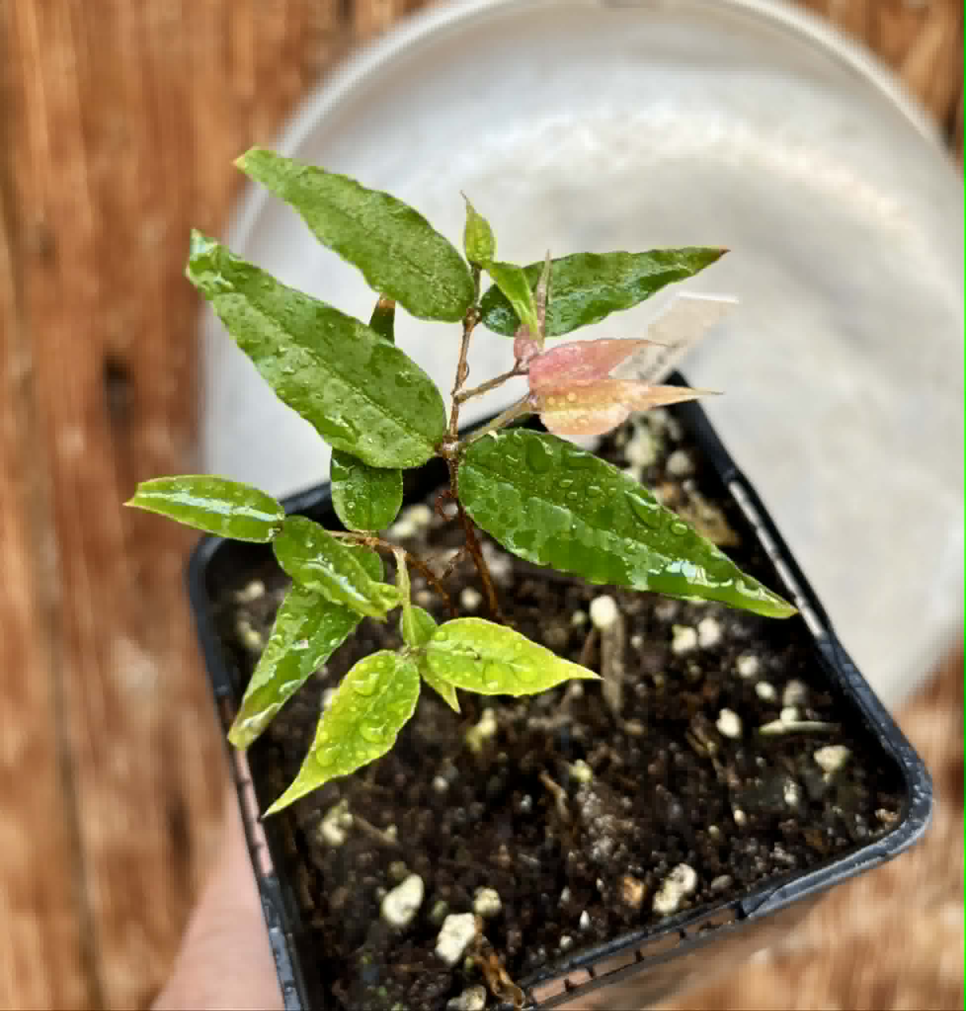 Plinia sp Dandara -  1 small potted seedling / 1 kleiner, getopfter Sämling