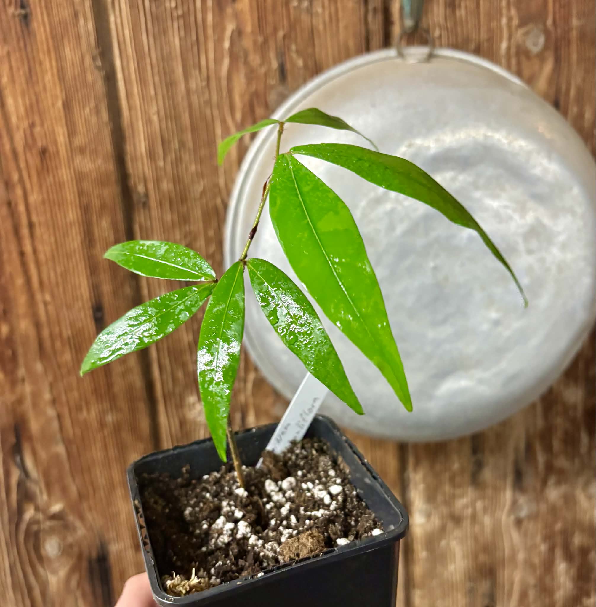 Nam Nam (Cynometra cauliflora) -  1 potted seedling / 1 getöpfter Sämling