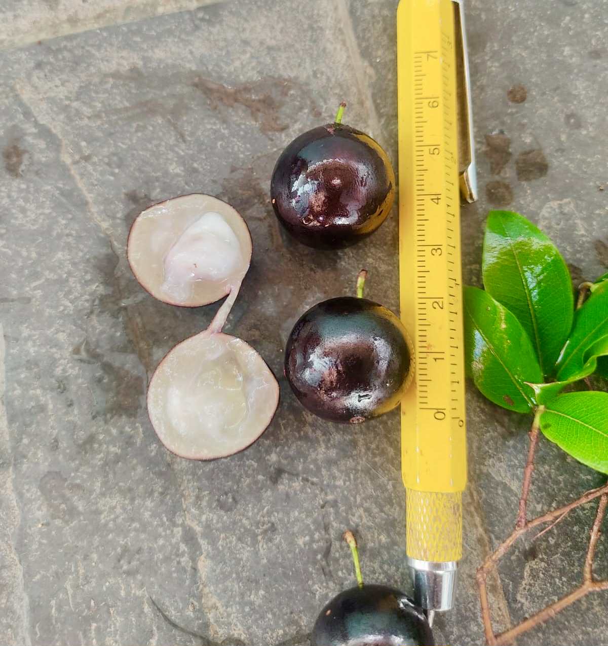 Plinia sp. de Talo - 1 fresh seed / 1 frischer Samen