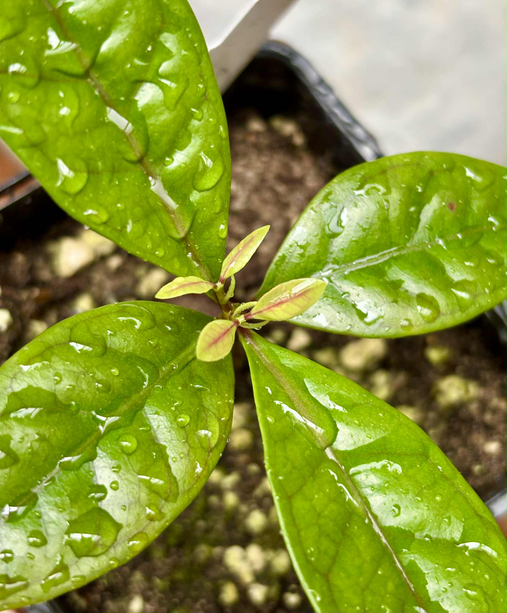 Eugenia sp de Talo -  1 potted seedling / 1 getopfter Sämling