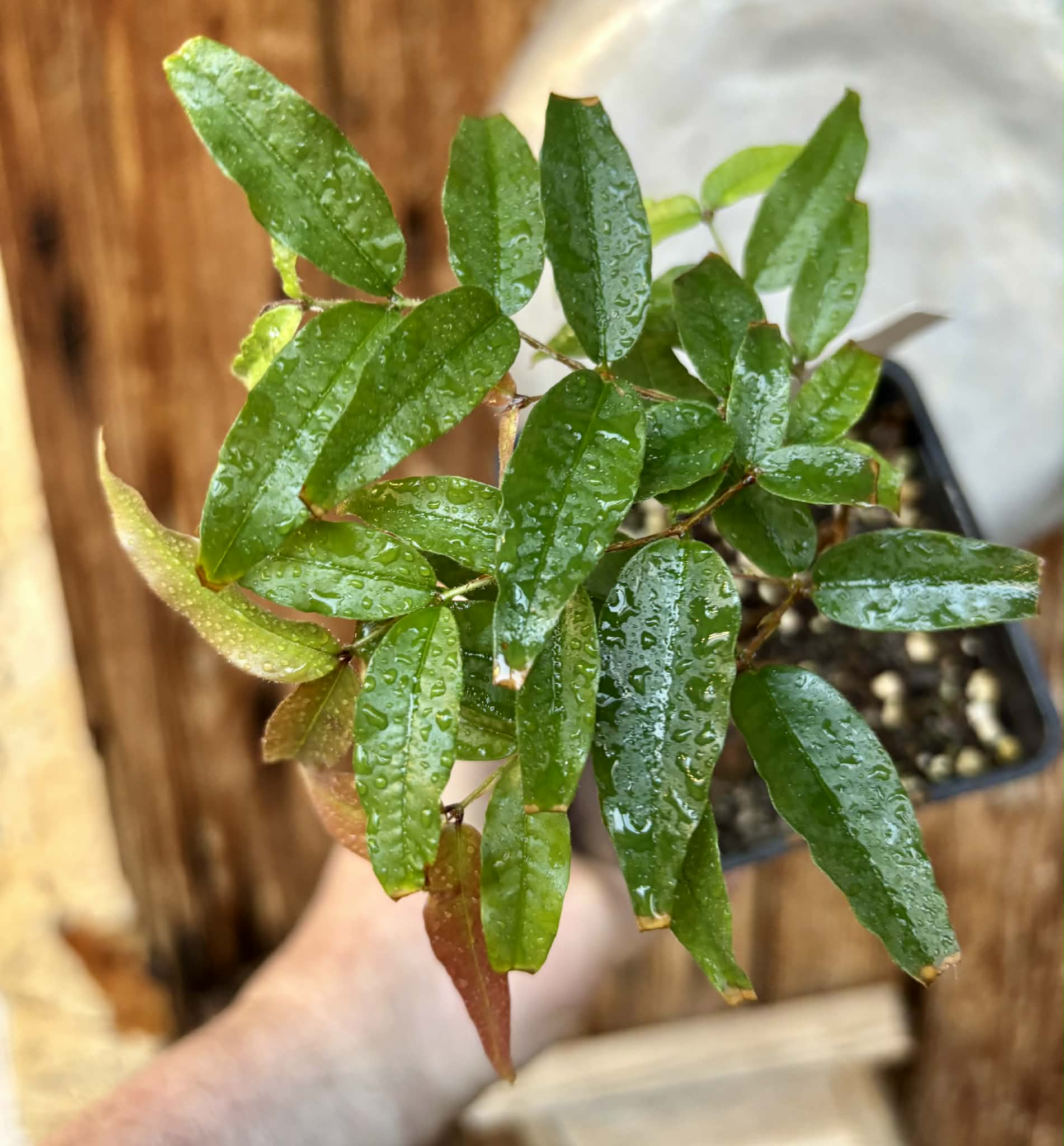 Jaboticaba - Plinia sp Rajada Cabo longo verde -  1 small potted seedling / 1 kleiner, getopfter Sämling