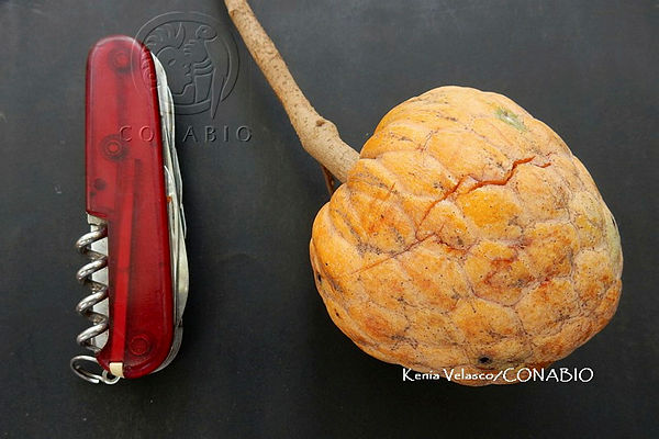 Annona primigenia - 1 germinated seed / 1 gekeimter Samen