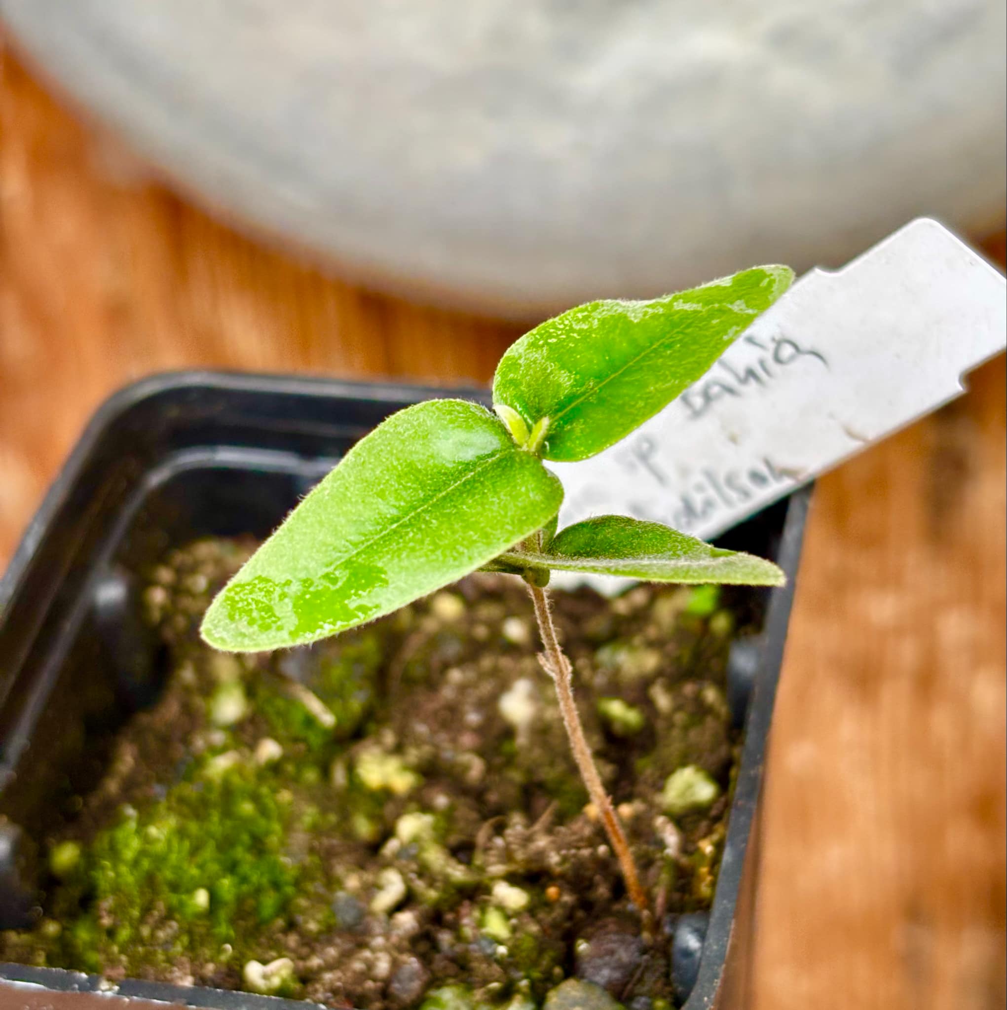 Eugenia sp Bahia Adilson - 1 small potted seedling / 1 kleiner, getopfter Sämling