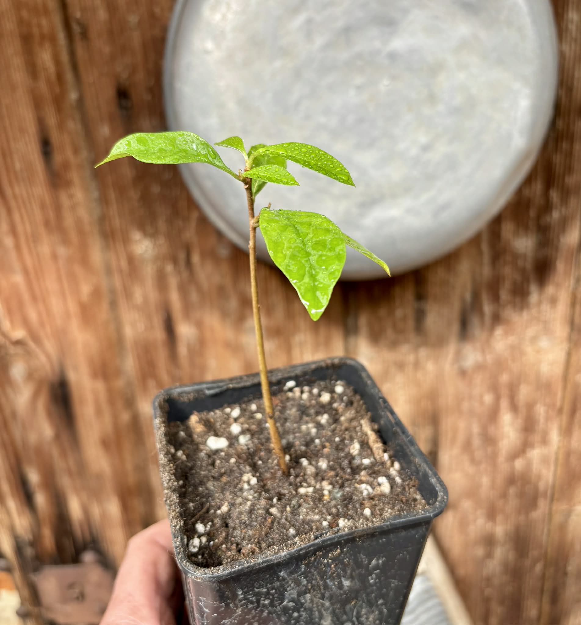 Marmixa (Pradosia lactescens) - 1 potted plant / 1 getopfte Pflanze