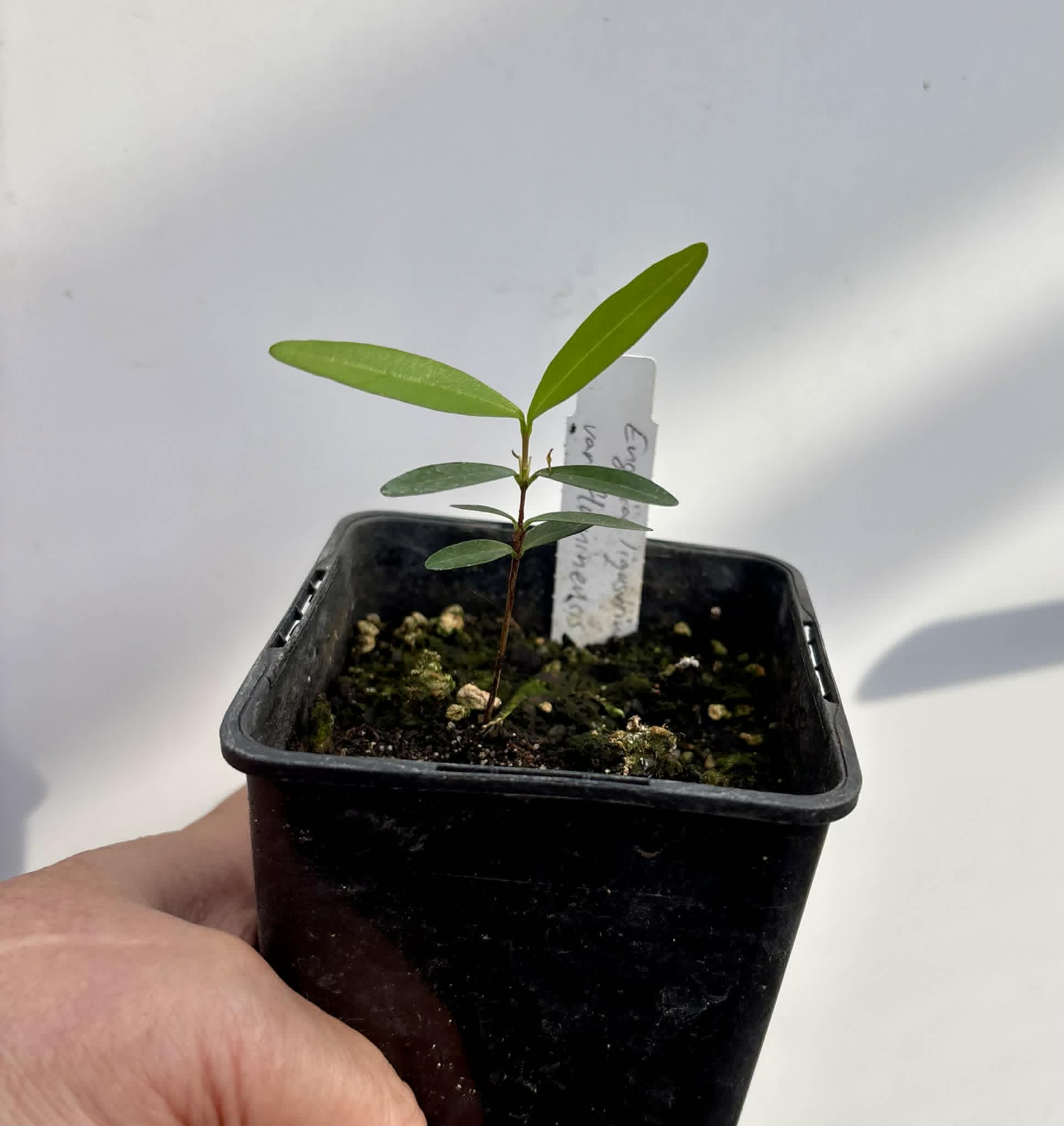 Eugenia ligustrina var. fluminensis - 1 potted seedling / 1 getopfter Sämling