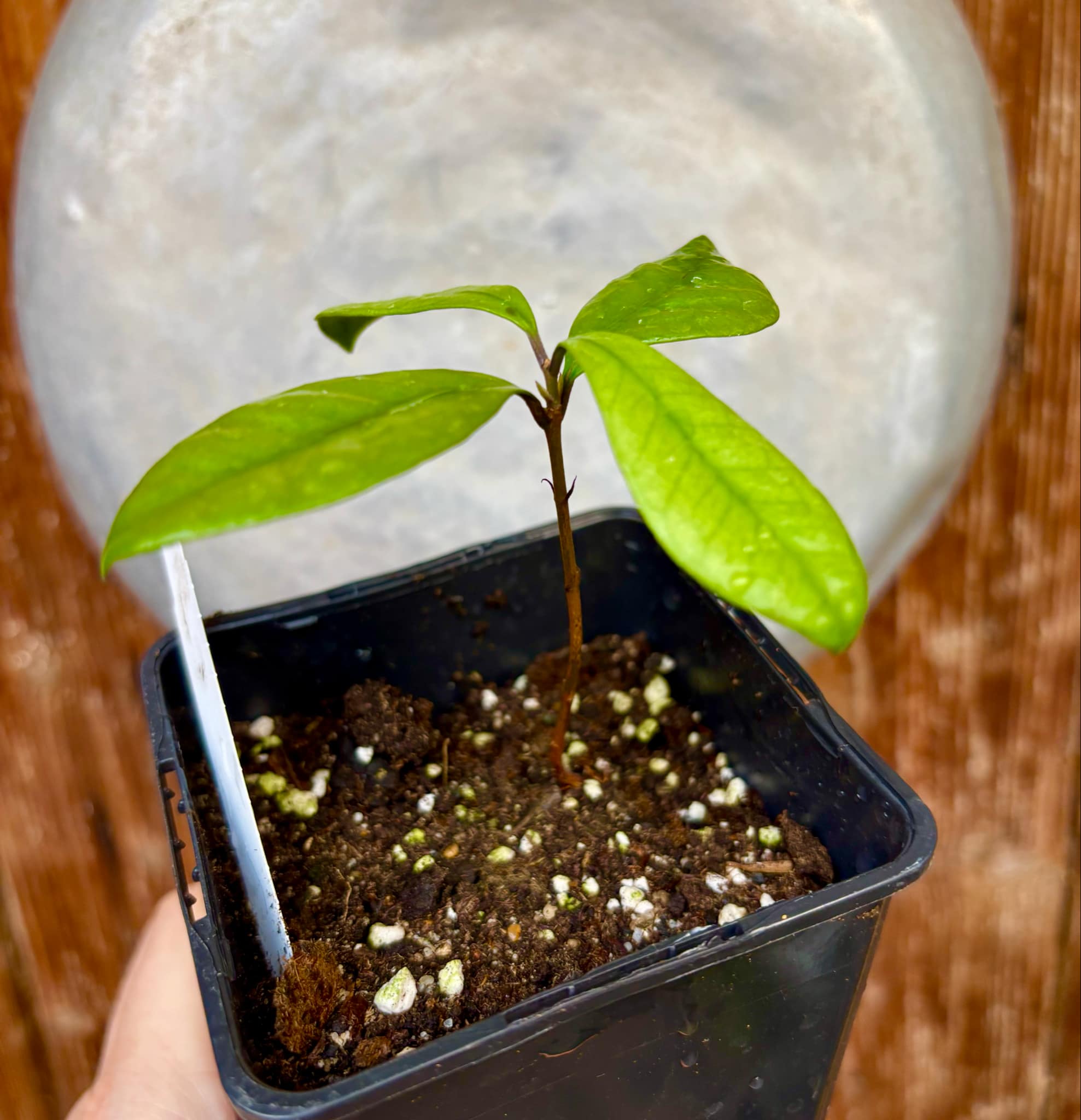 last plant - Eugenia mosenii -  1 small potted seedling / 1 kleiner, getopfter Sämling
