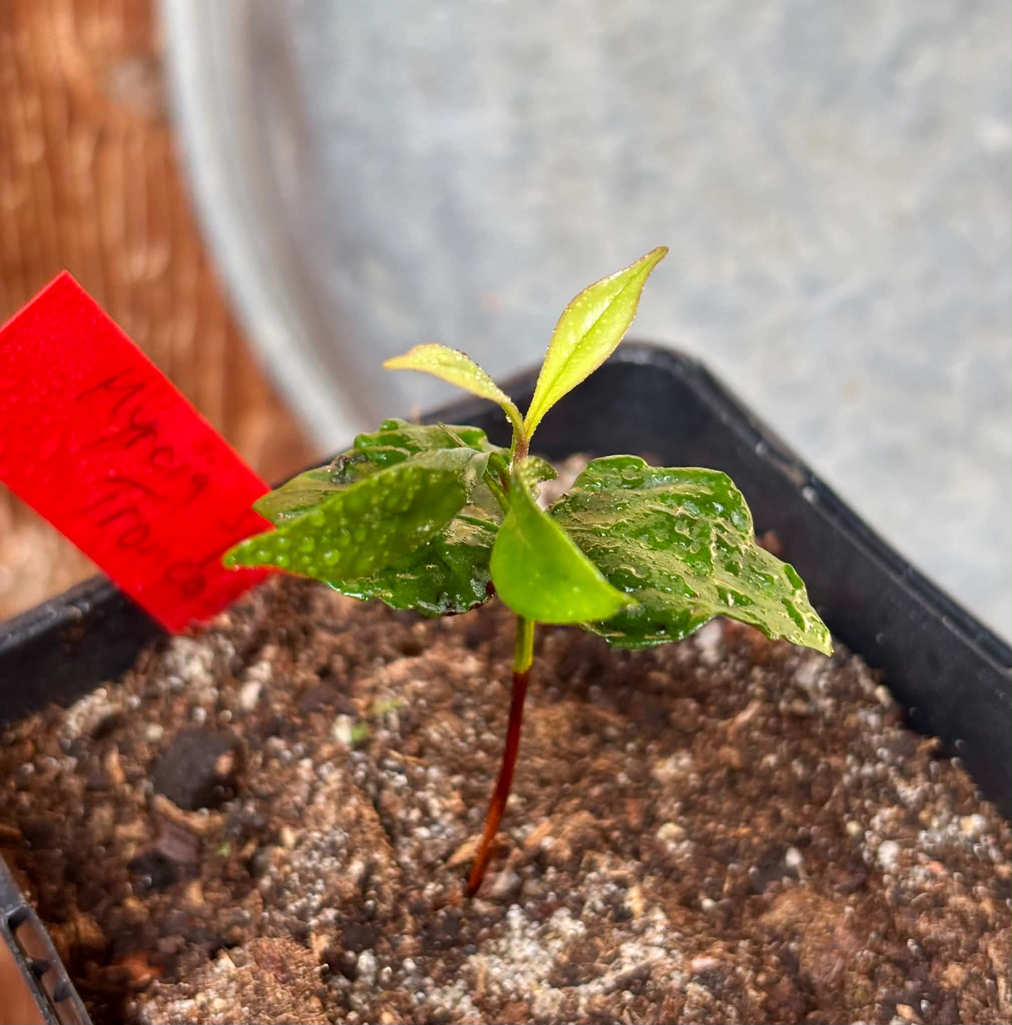 Myrcia sp Trancoso -  1 potted seedling / 1 getopfter Sämling