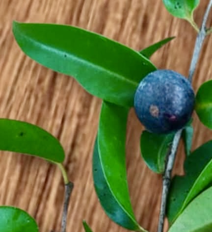 Myrciaria aff plinioides-  1 potted seedling / 1 getopfter Sämling