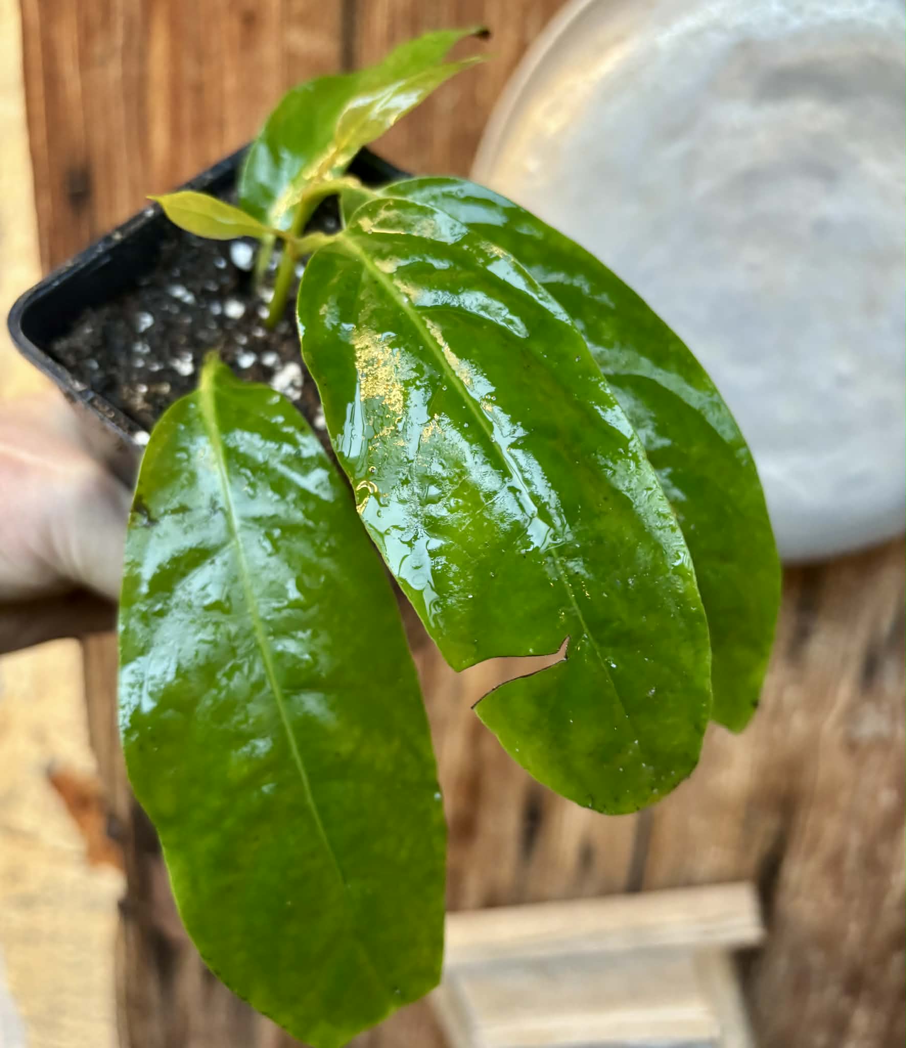 rooted cutting - Long Pepper  (Piper longum) - 1 potted plant / 1 getopfte Pflanze