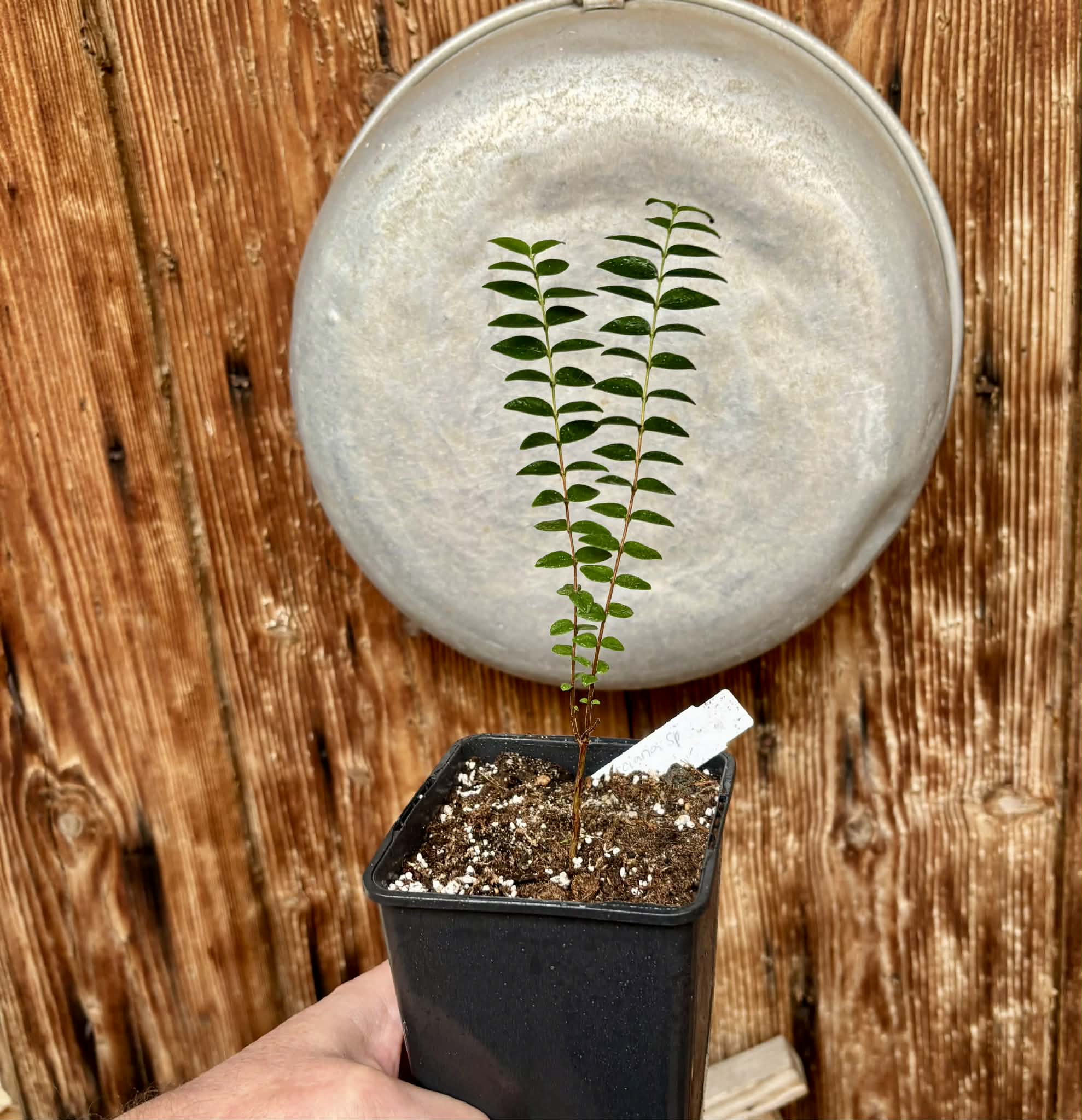 Myrciaria sp Pastora - 1 potted seedling / 1 getopfter Sämling