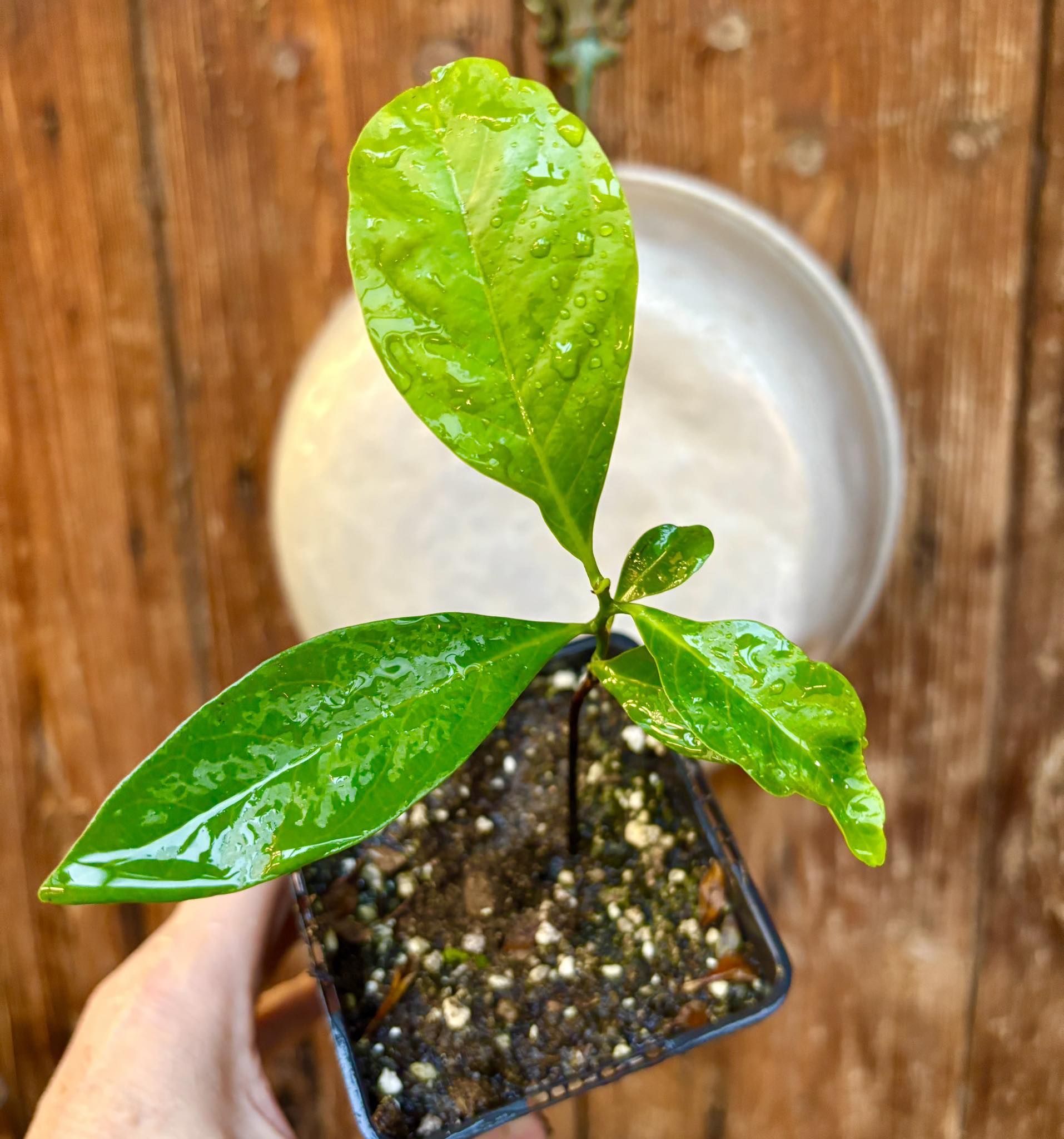 Diospyros nigra - Black Sapote - 1 potted plant / 1 getopfte Pflanze