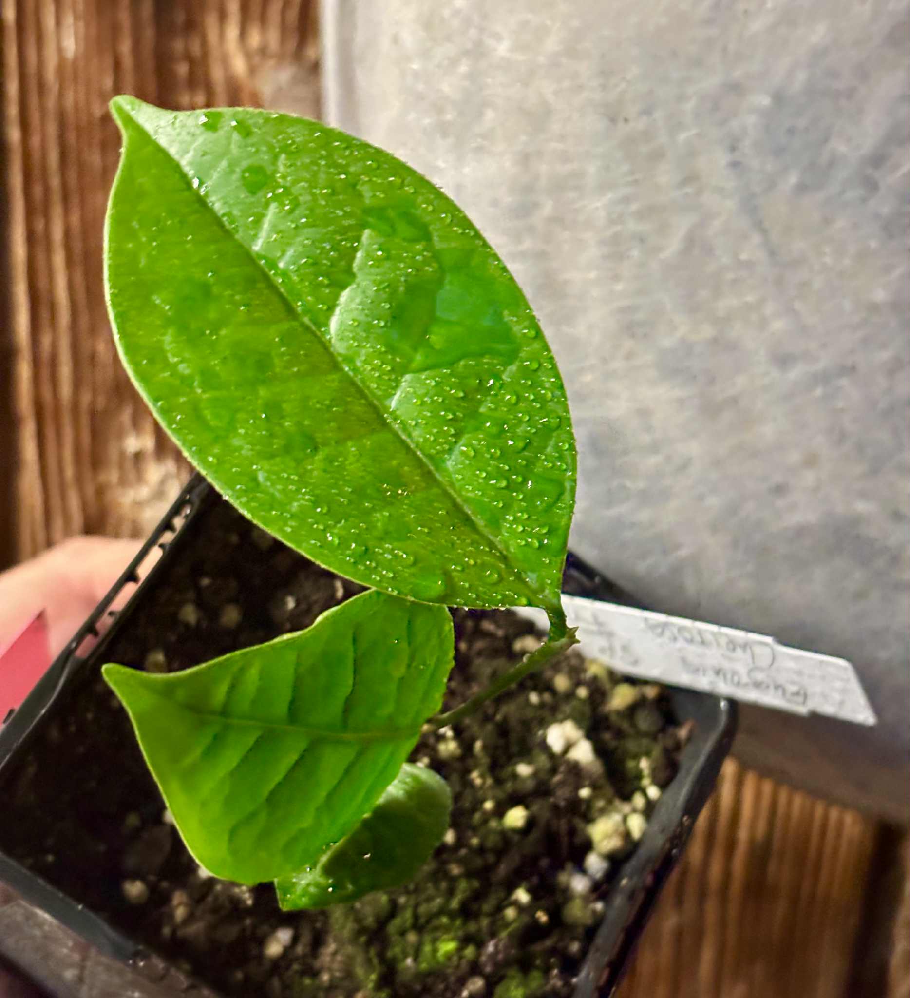Eugenia sp Cheirosa Fruto Passado - 1 small potted seedling / 1 kleiner, getopfter Sämling