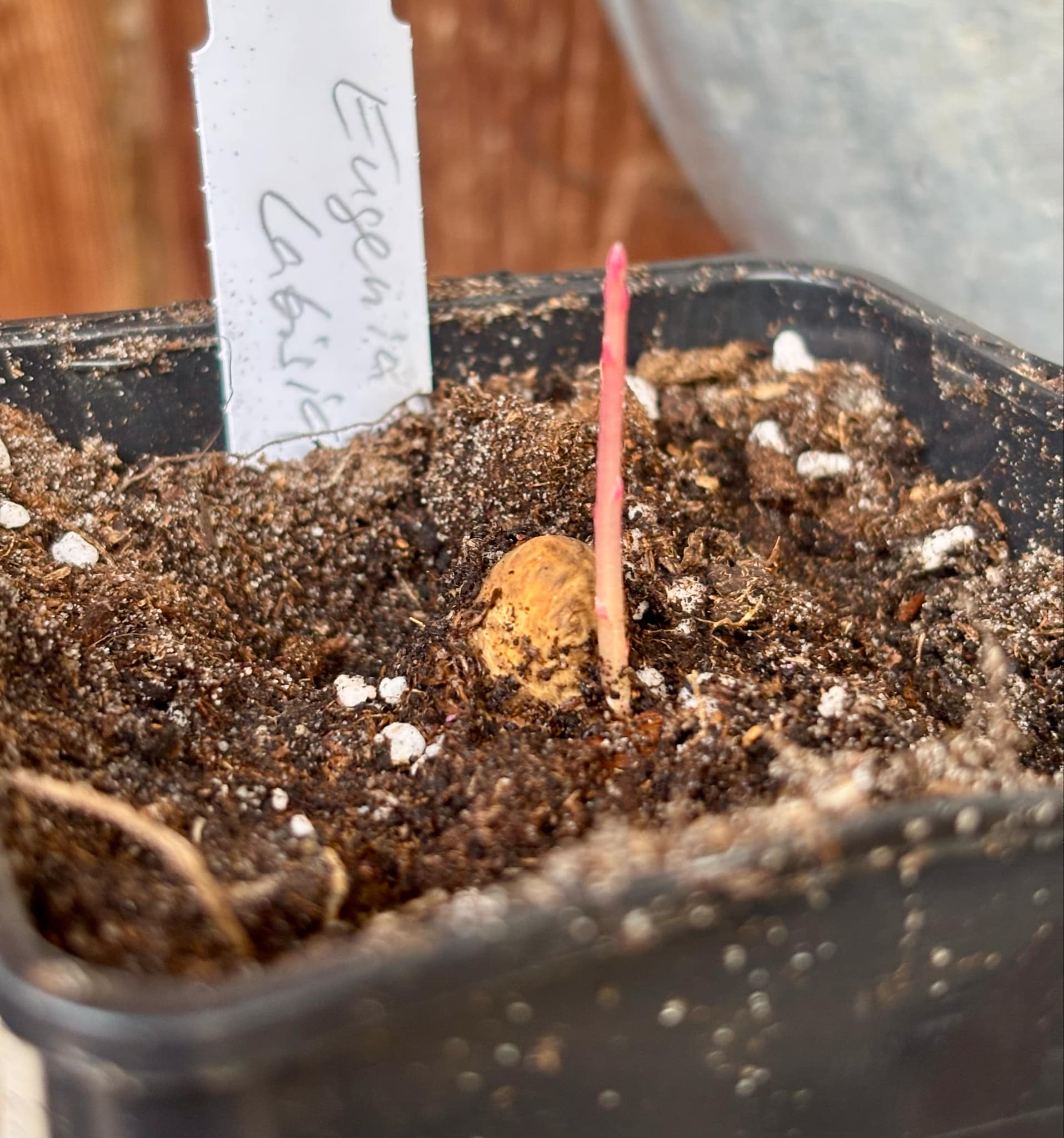 Eugenia sp Labisia -  1 fresh potted seedling / 1 frisch getopfter Sämling