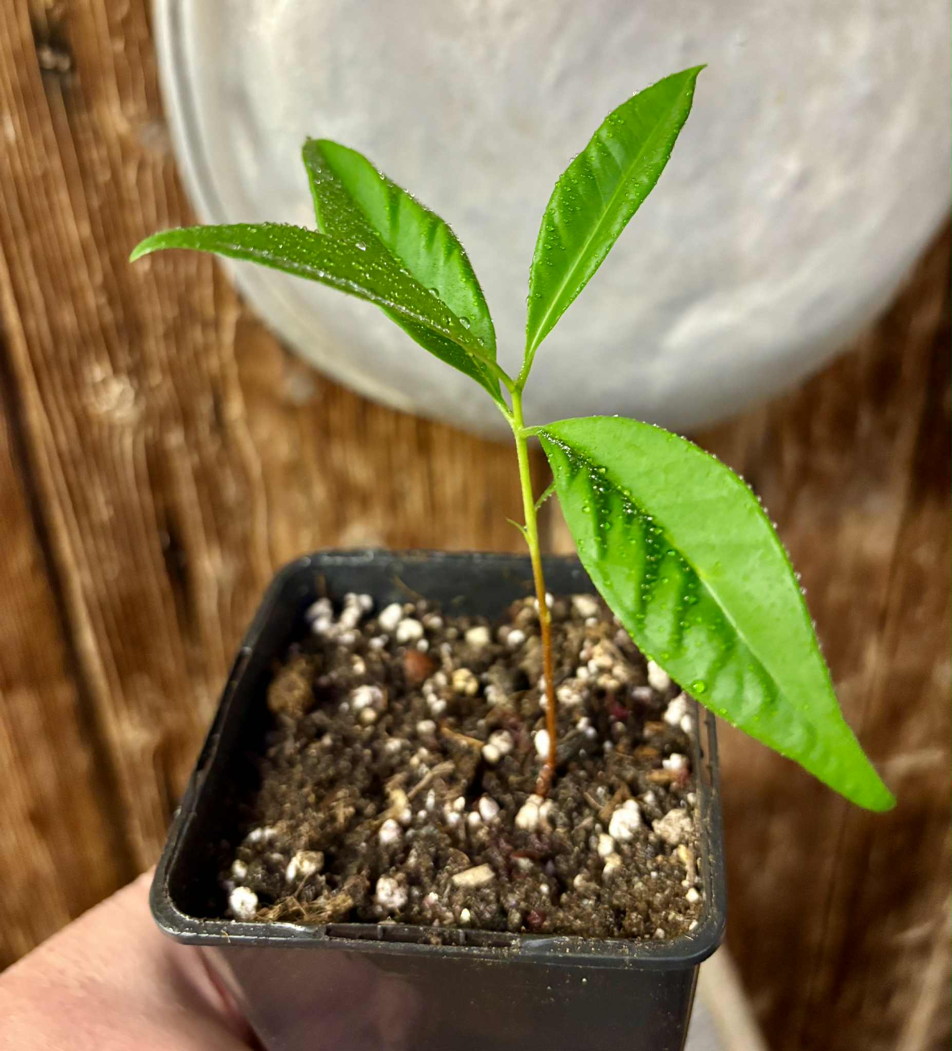 Grumixama-açu (Eugenia villae-novae) - 1 potted seedling / 1 getopfter Sämling