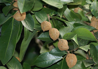 Kekatong (Cynometra malaccensis) - 1 potted plant / 1 getopfte Pflanze