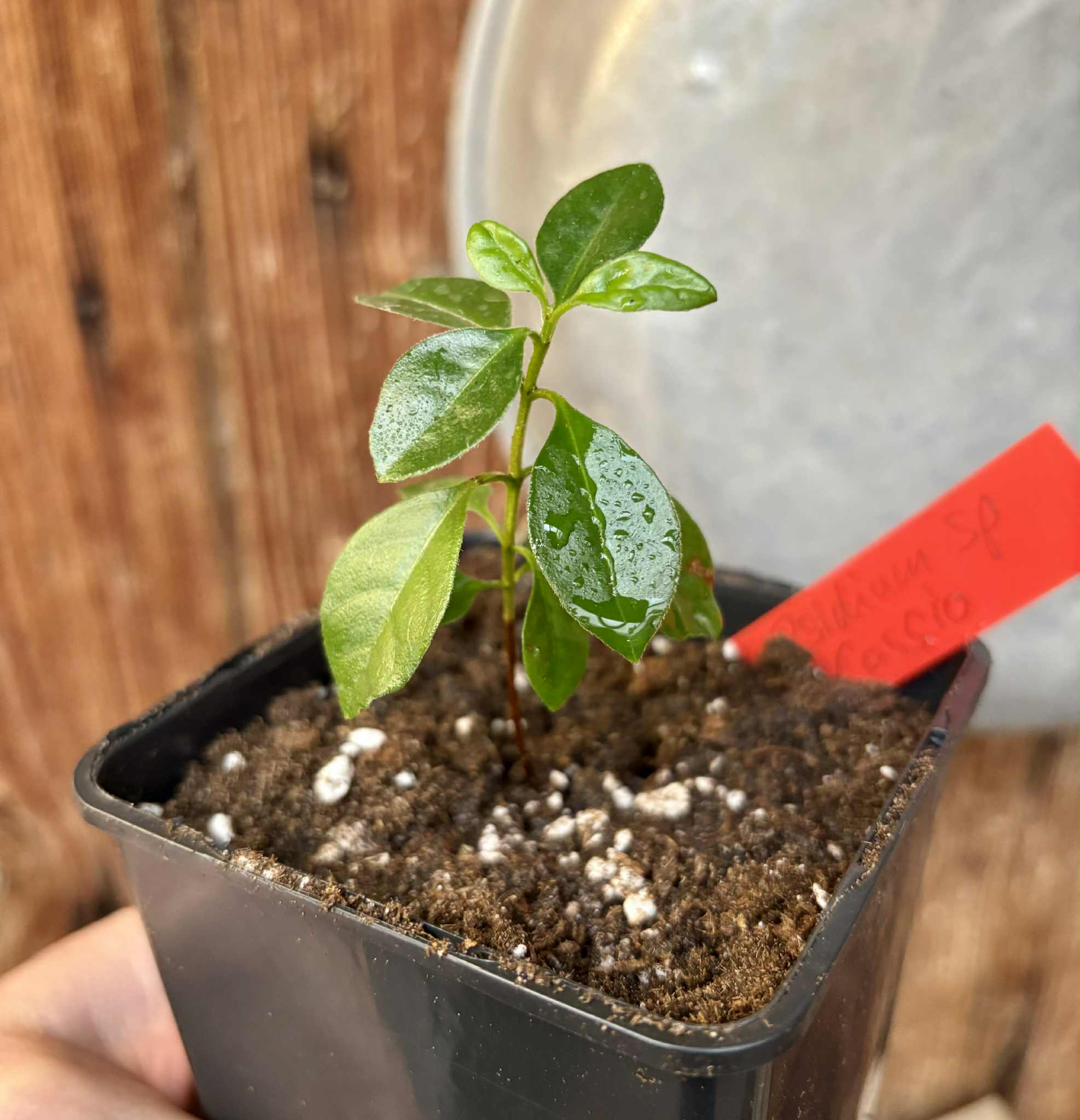 Psidium sp Cassio - 1 potted seedling / 1 getopfter Sämling