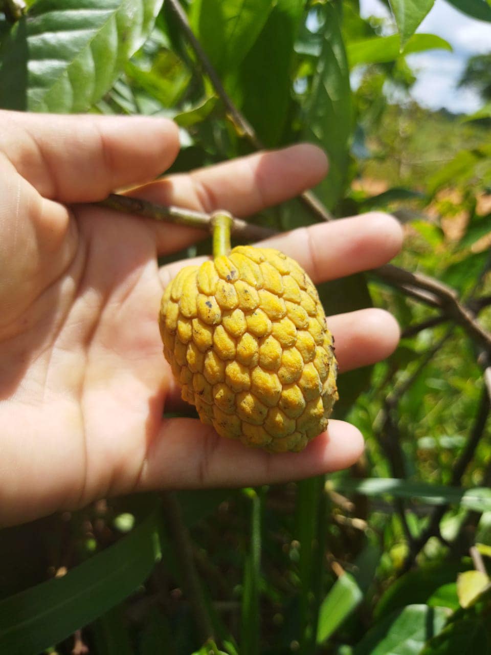 Annona sp. floresta amazônica  - 1 potted plant / 1 getopfte Pflanze