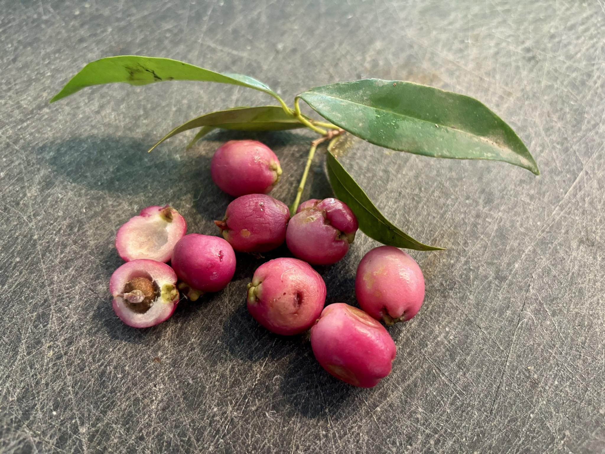 Syzygium smithii - Lilly Pilly - 1 potted plant / 1 getopfte Pflanze