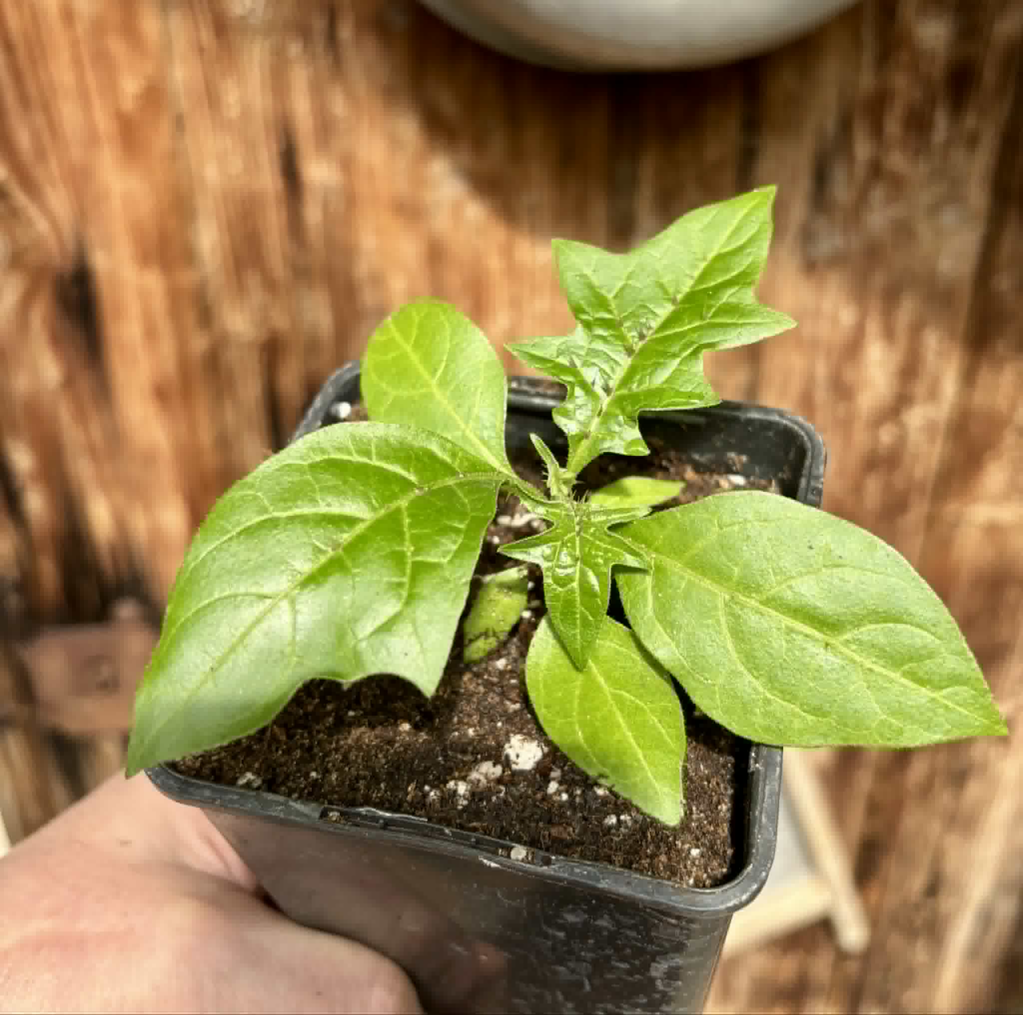 Juá do Jequitinhonha (Solanum schizandrum) - 1 potted seedling / 1 getopfter Sämling