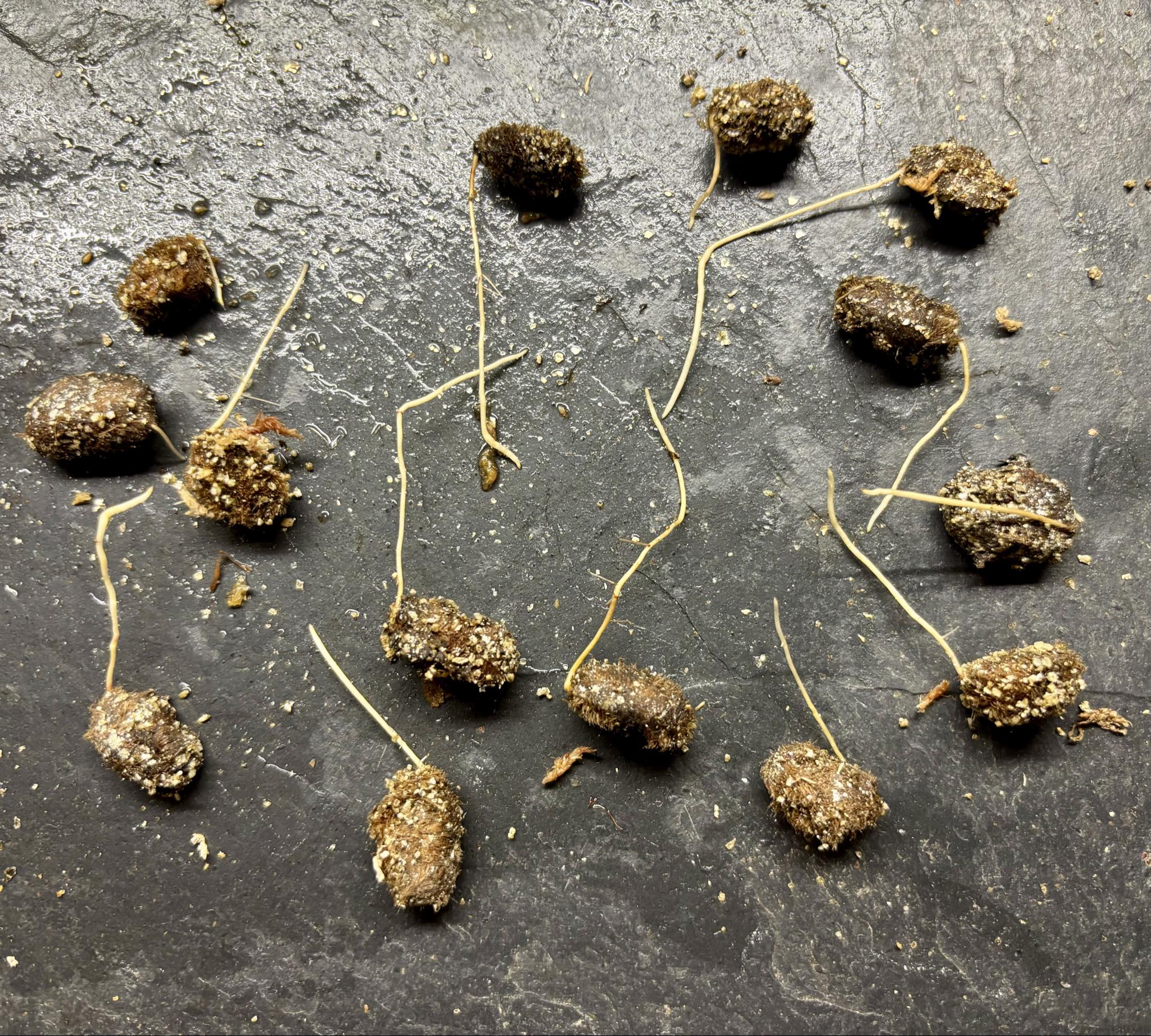 Beach Cambuca (Myrciaria strigipes) - 1 germinated seed / 1 gekeimter Samen