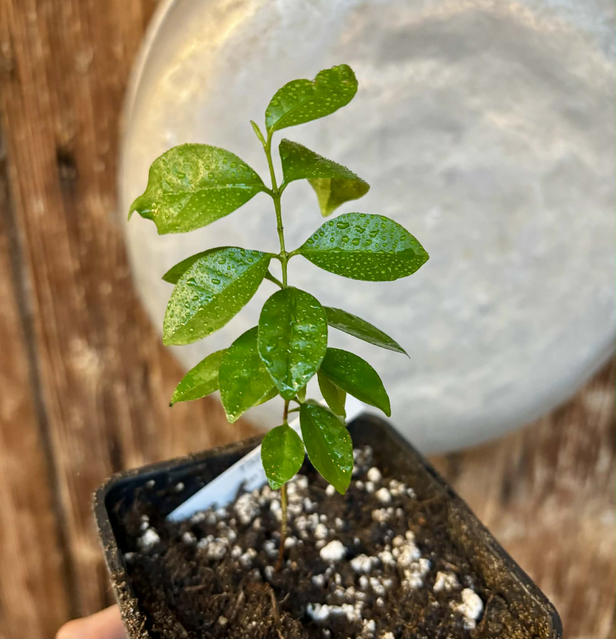 Purple Forest Guave - Psidium myrtoides  - 1 potted seedling / 1 getopfter Sämling