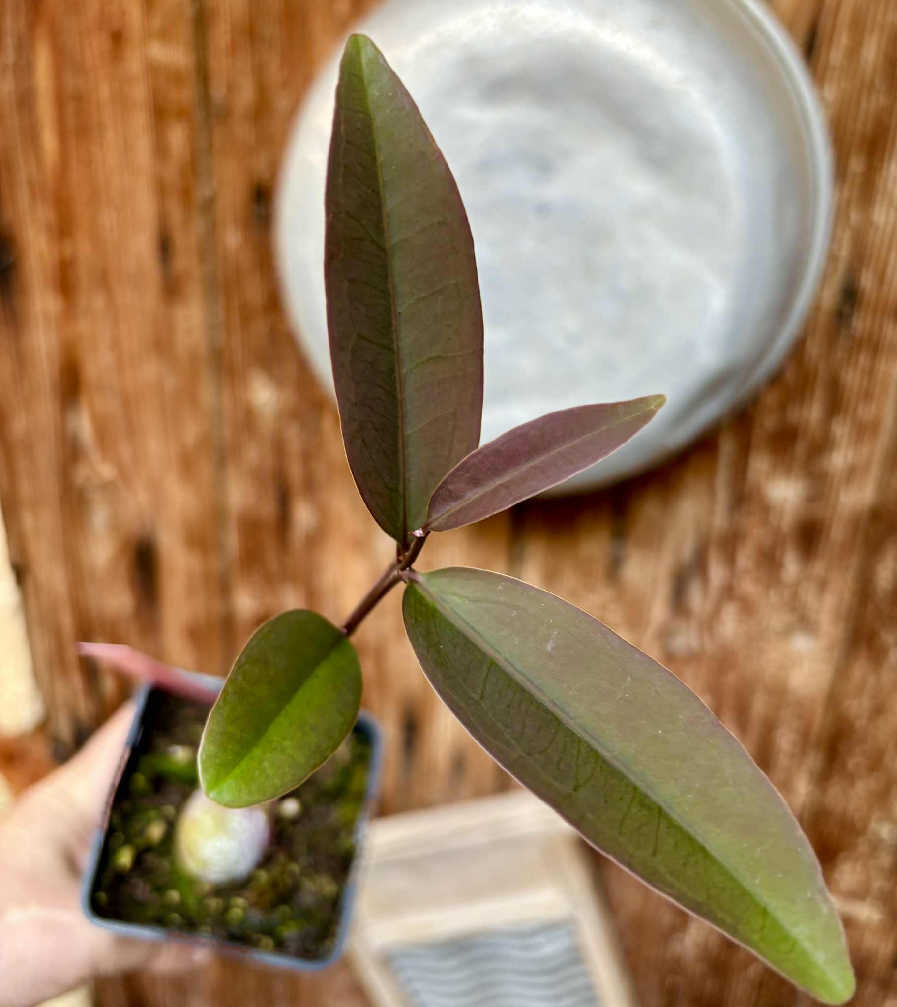 Eugenia sp Maca BIG -  1 potted seedling / 1 getopfter Sämling