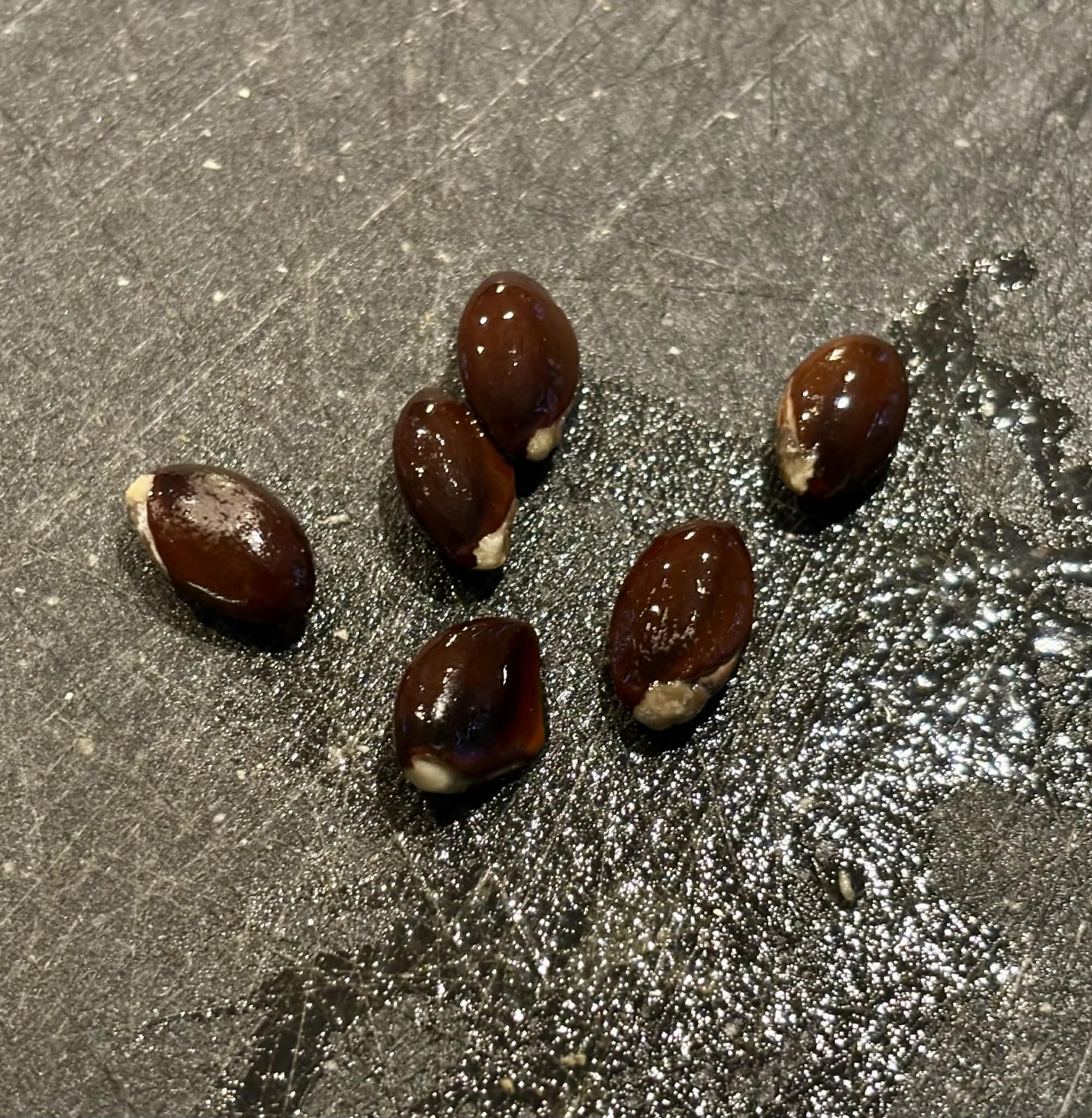 Macaranduba (Manilkara triflora) - 1 fresh seed / 1 frischer Samen