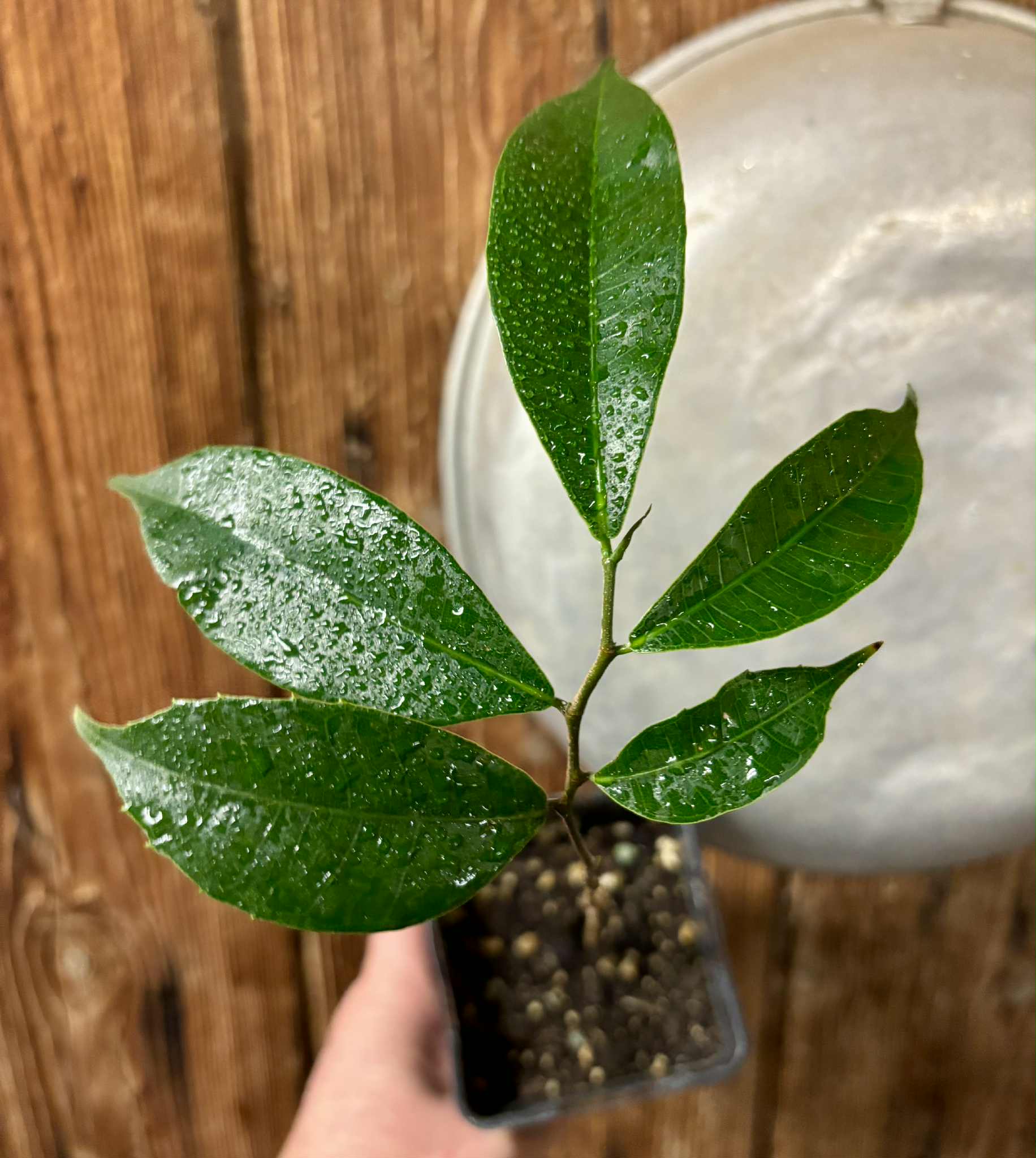 Brosimum alicastrum - Maya nut / Maya Nuss - 1 potted plant / 1 getopfte Pflanze