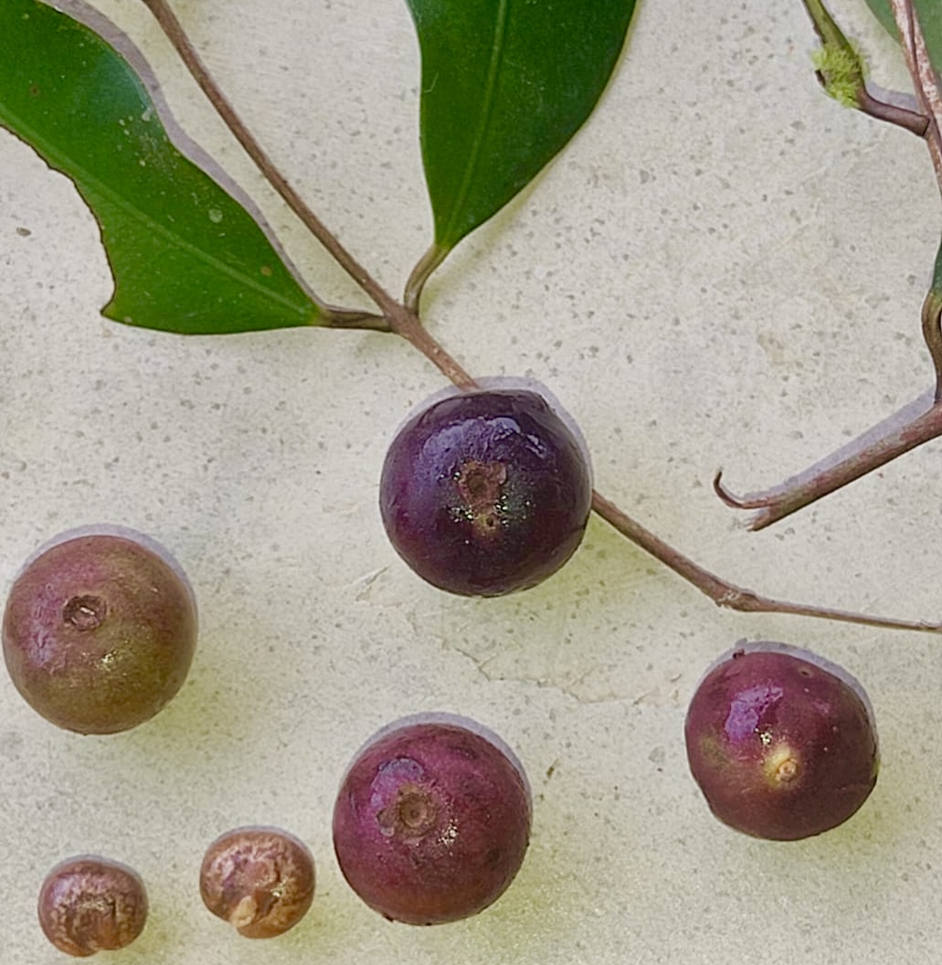Myrcia sp Trancoso -  1 fresh seed / 1 frischer Samen