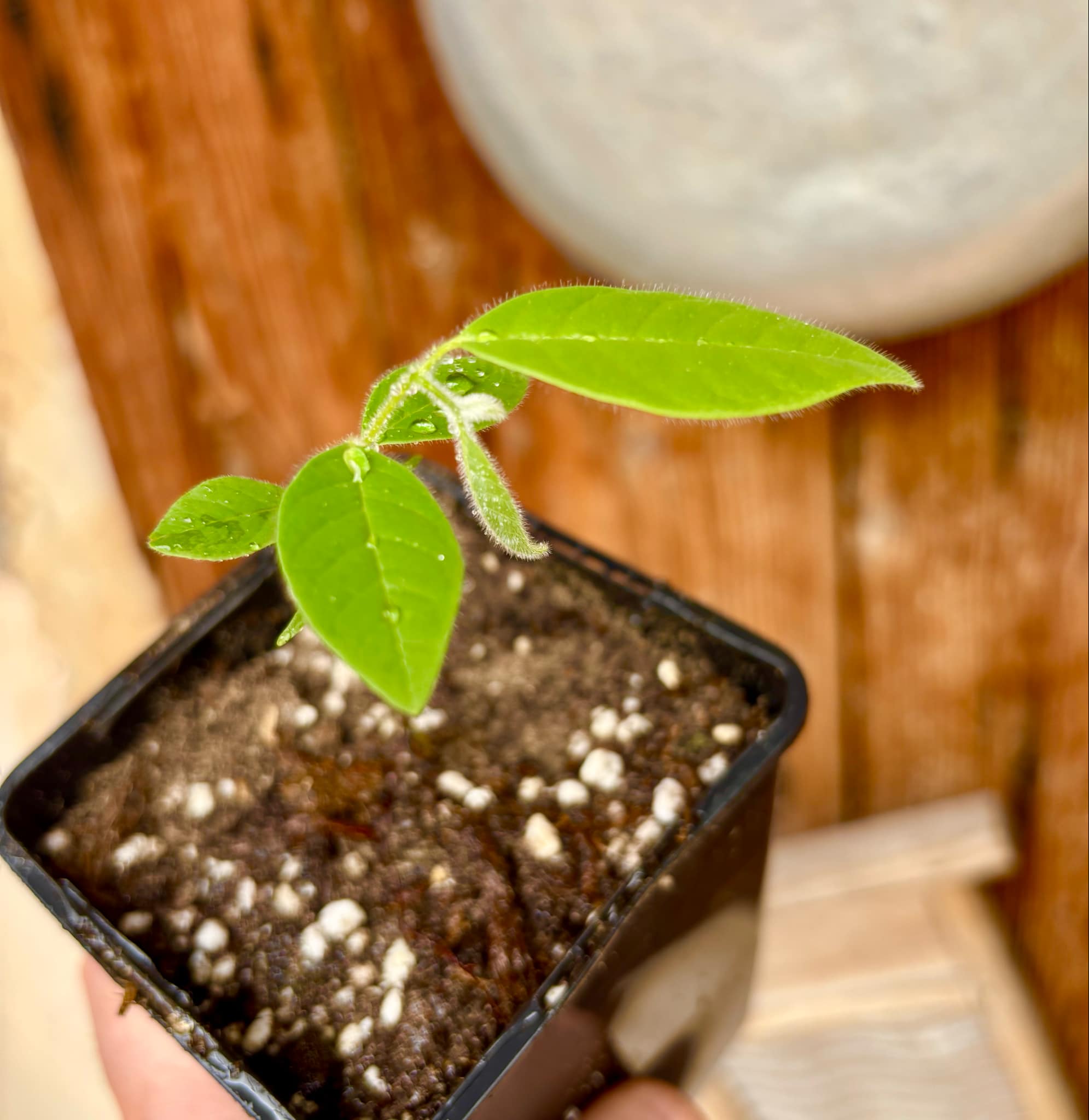 Annona spraguei - Nonita - 1 small potted seedling / 1 kleiner getopfter Sämling