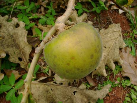 Fruta do Lobo - Wolf Apple (Solanum lycocarpum) - 1 fresh seed / 1 frischer Samen