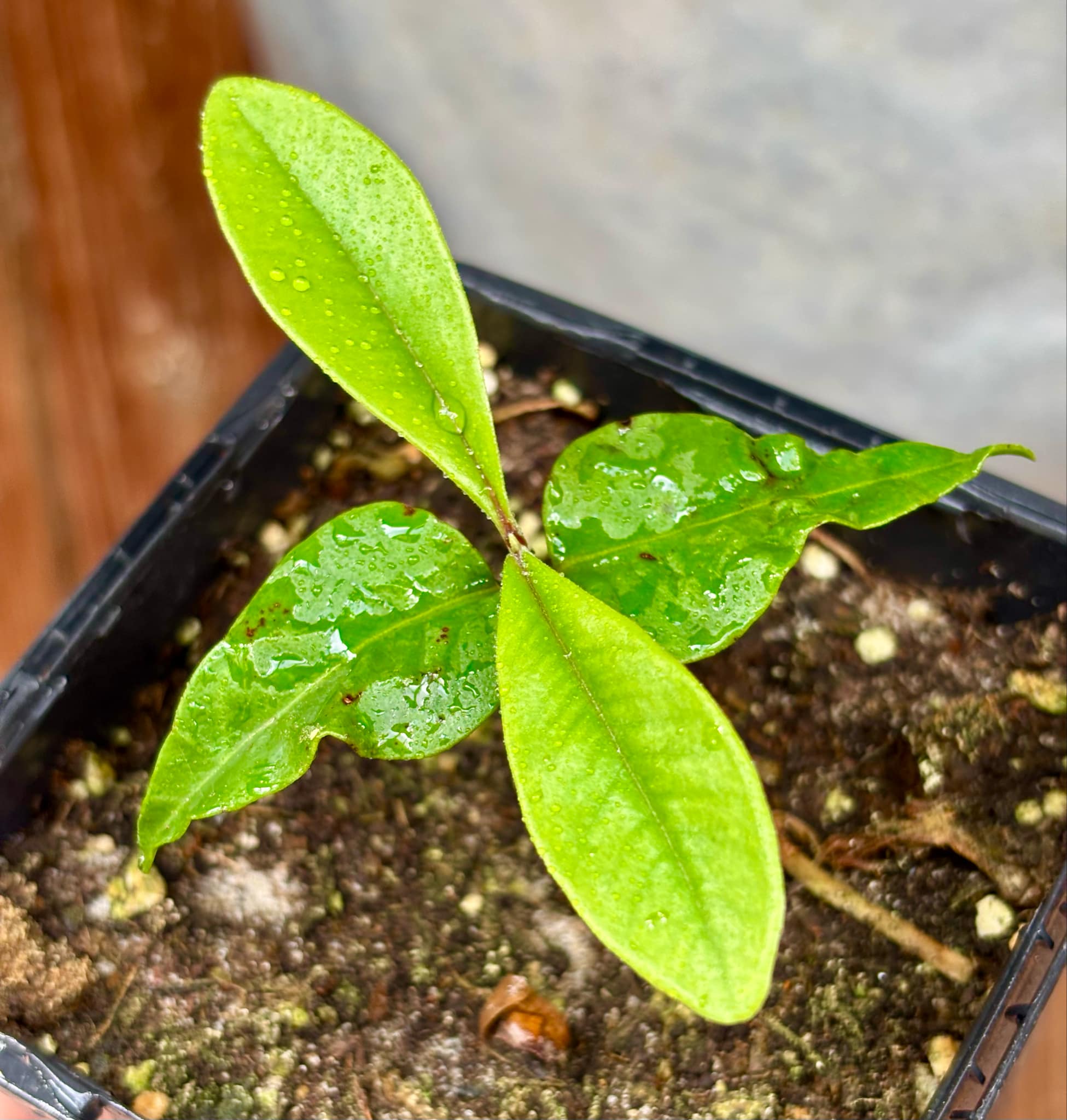 Myrcia sp Jaboticaba Bahia -  1 small potted seedling / 1 kleiner, getopfter Sämling