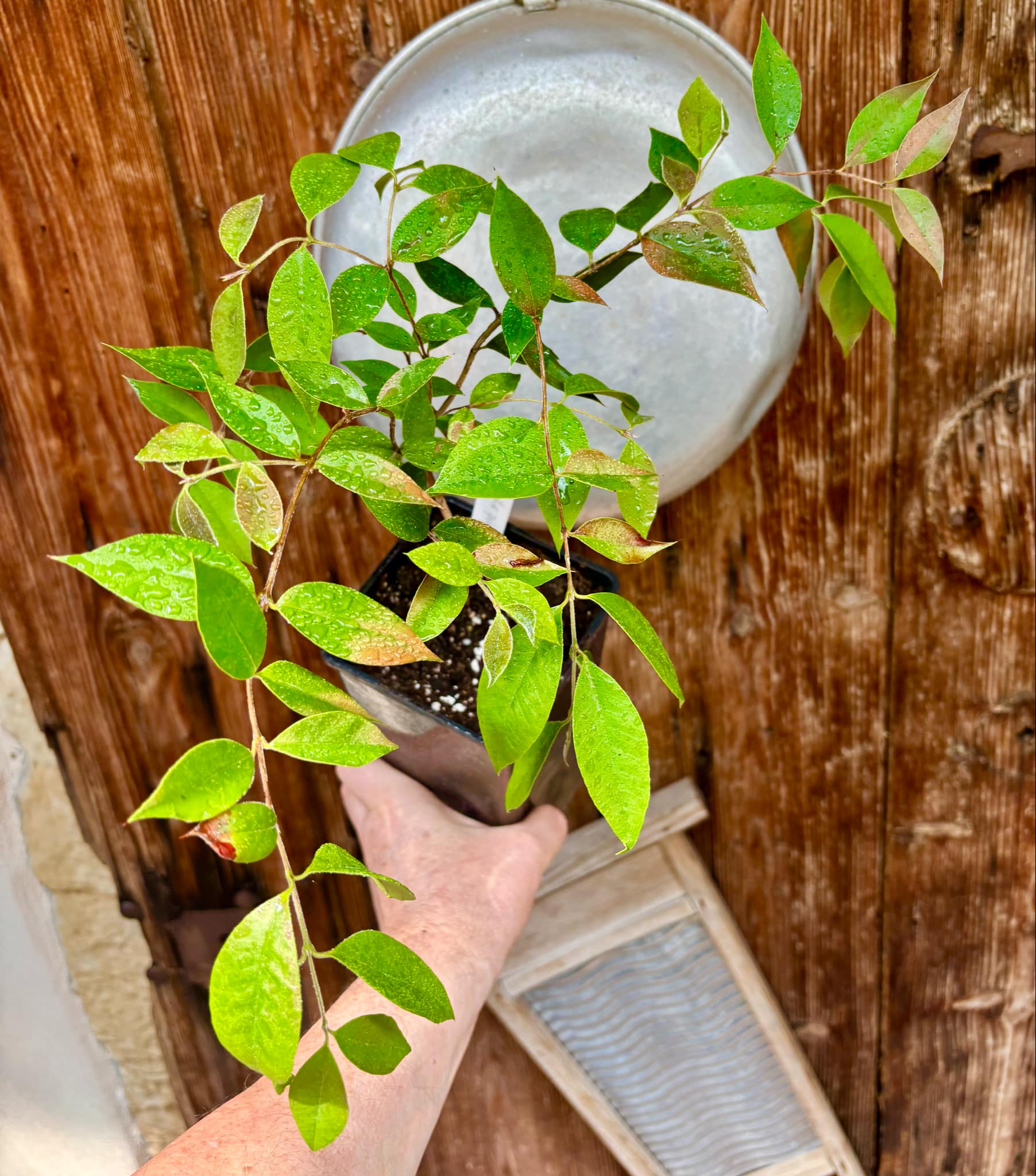 four years old - Myrcianthes pungens - Guabiju - 1 potted plant / 1 getopfte Pflanze four years old - Myrcianthes pungens - Guabiju - 1 potted plant / 1 getopfte Pflanze