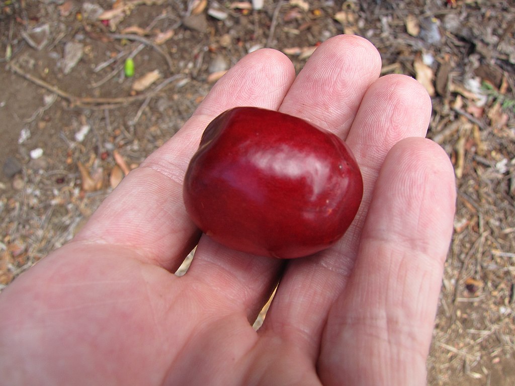 Ciruela (Spondias purpurea) -  1 fresh seed / 1 frischer Samen Ciruela (Spondias purpurea) -  1 fresh seed / 1 frischer Samen