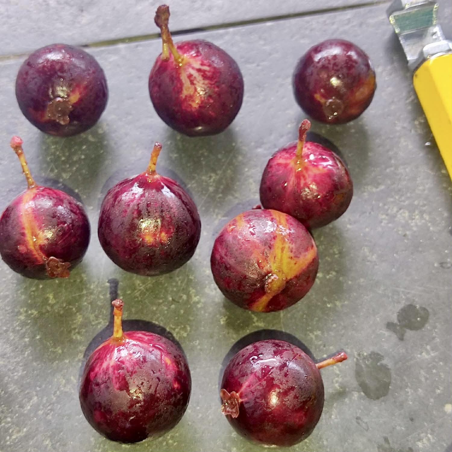 Pre Order - Plinia sp. Pingo de Mel Rajada Maraú -  1 fresh seed / 1 frischer Samen