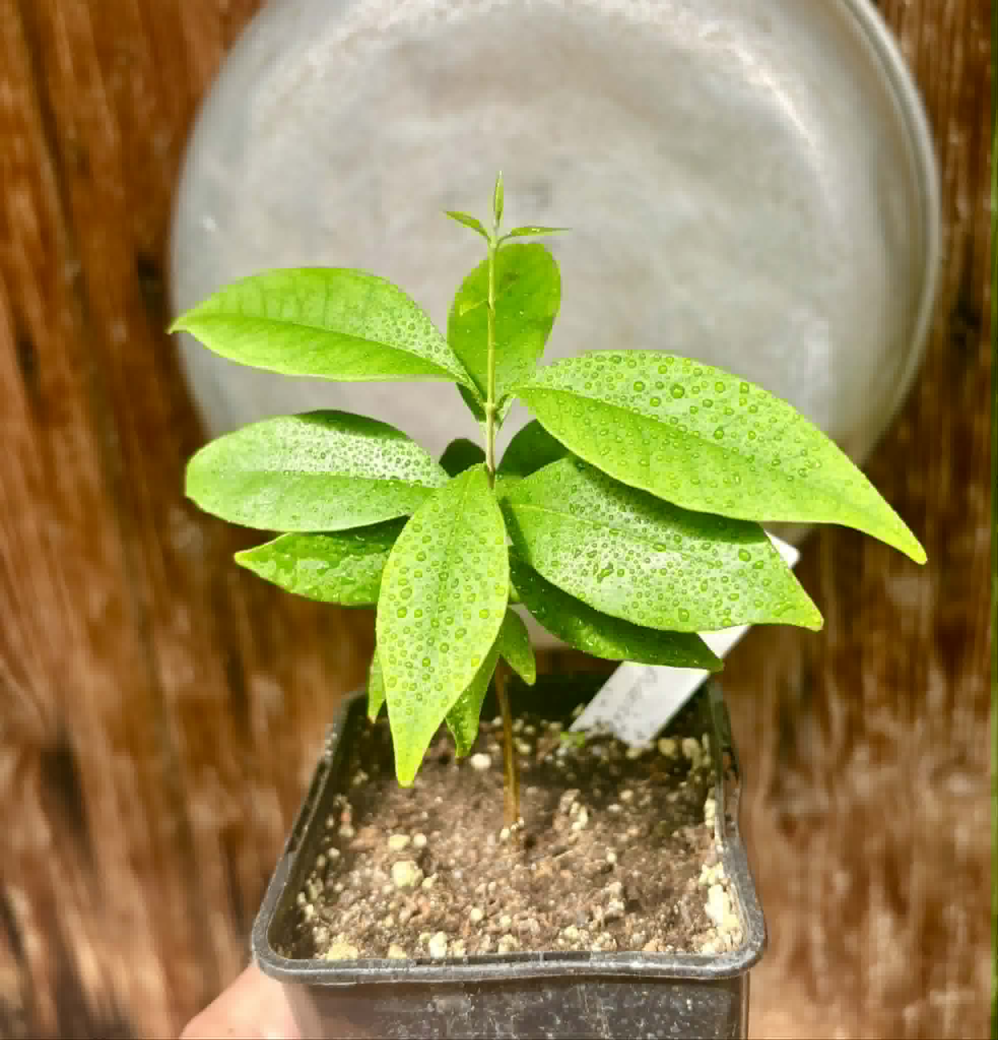 Eugenia punicifolia - 1 potted plant / 1 getopfte Pflanze