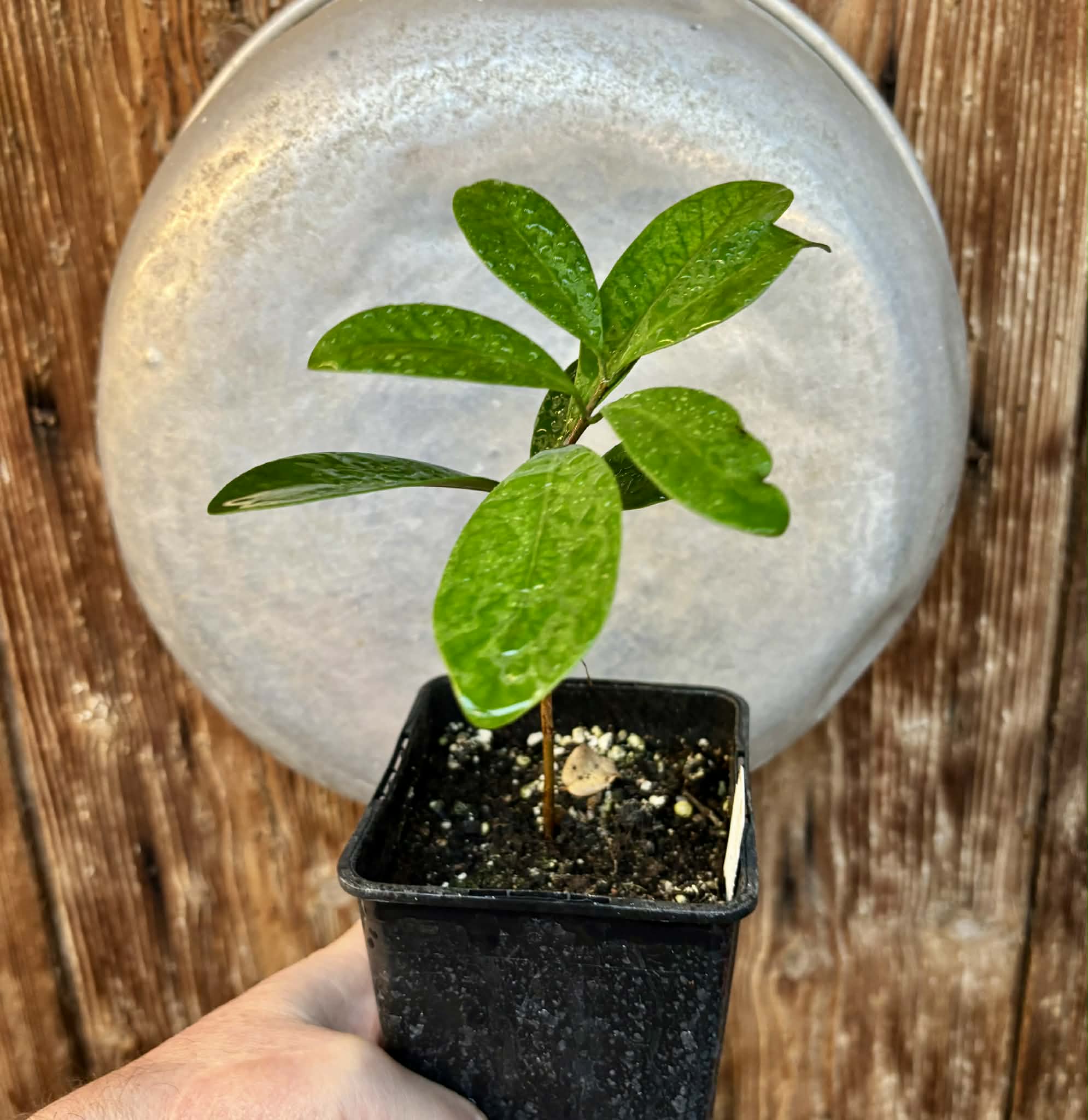 Myrcia sp Jequitinhonha - 1 potted seedling / 1 getopfter Sämling